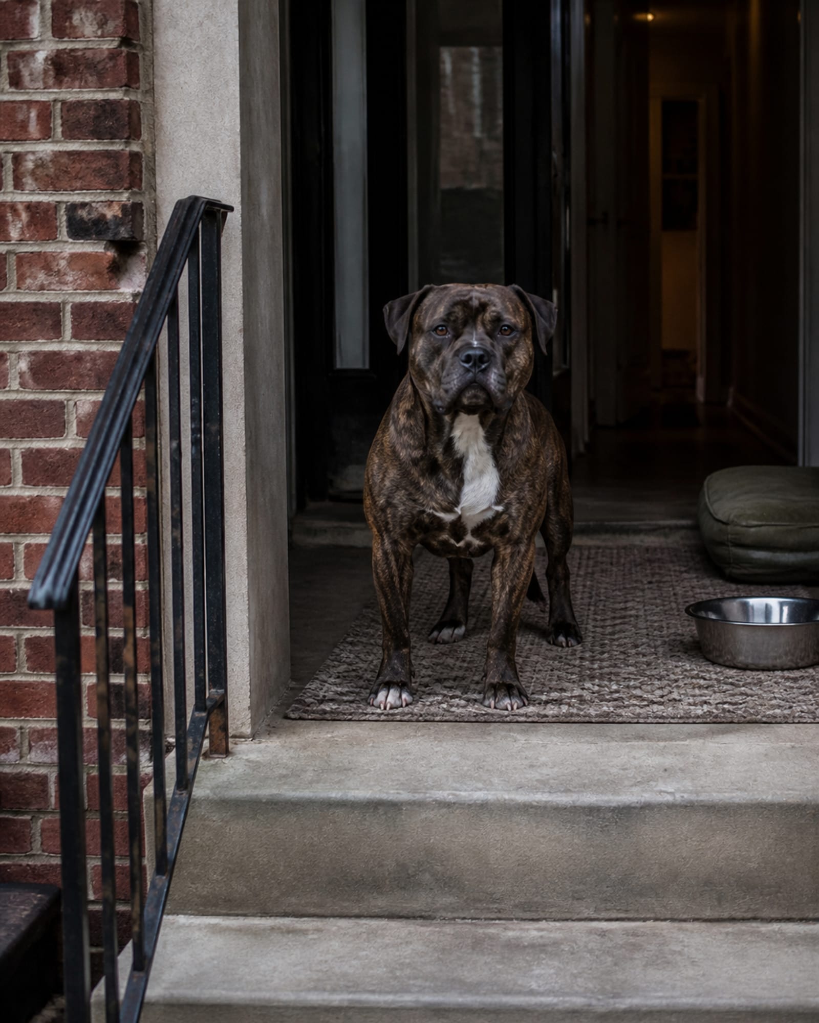 A dog standing square and settled, seen full body from the front, head up, in Washington DC, DC