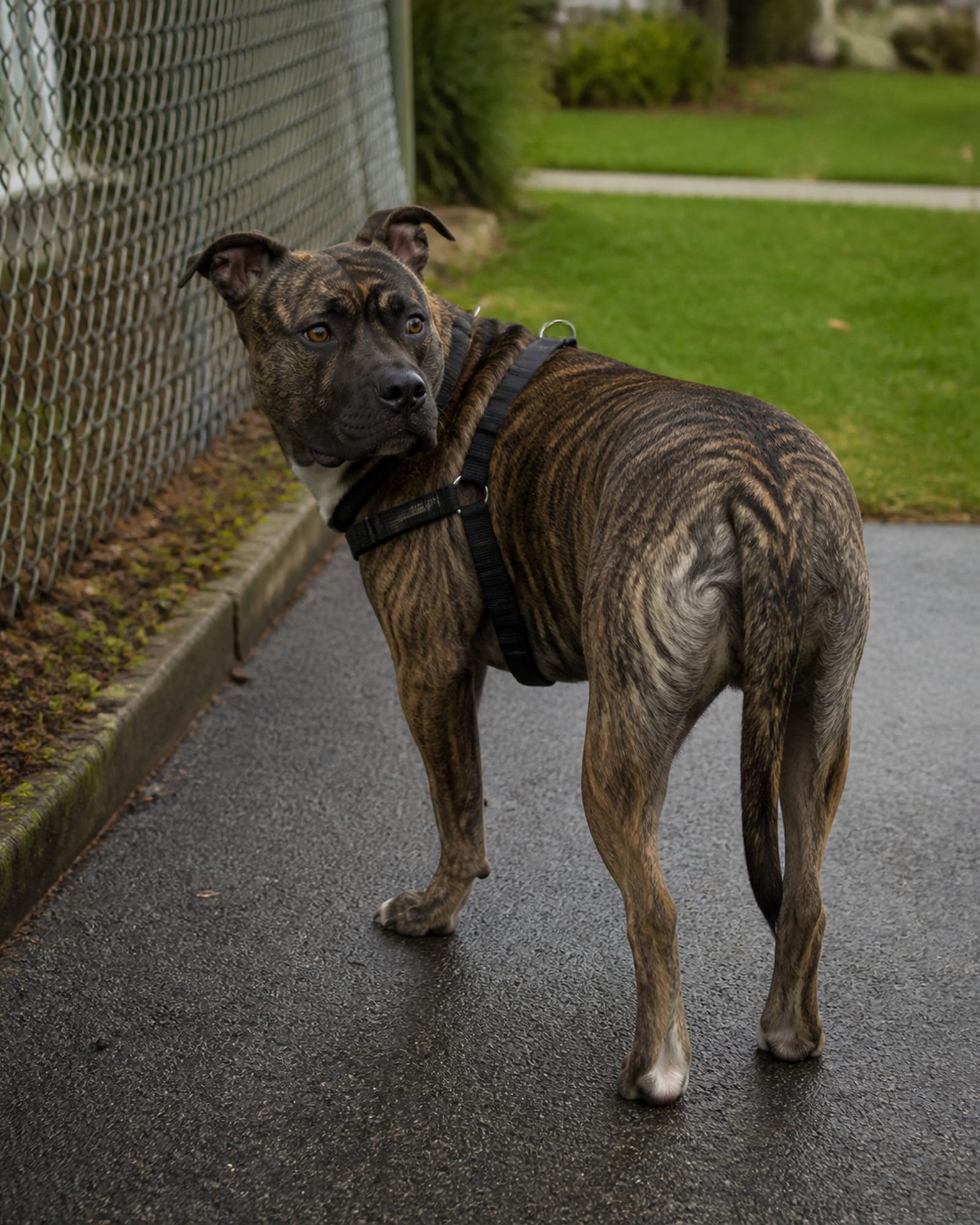 A dog's head turned back over its shoulder toward camera, in Westminster, MD