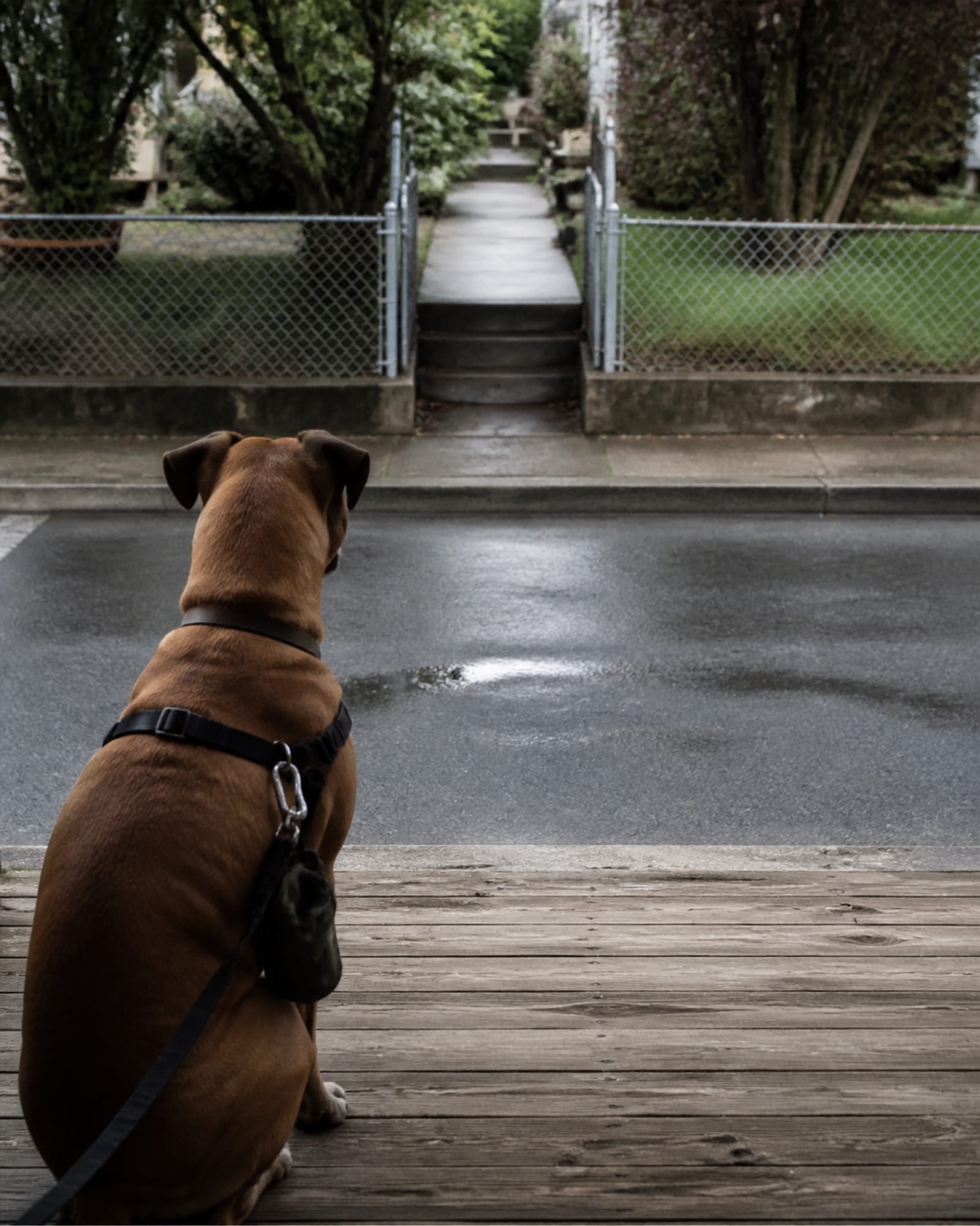 A dog sitting at a curb edge waiting to cross, in Westminster, MD