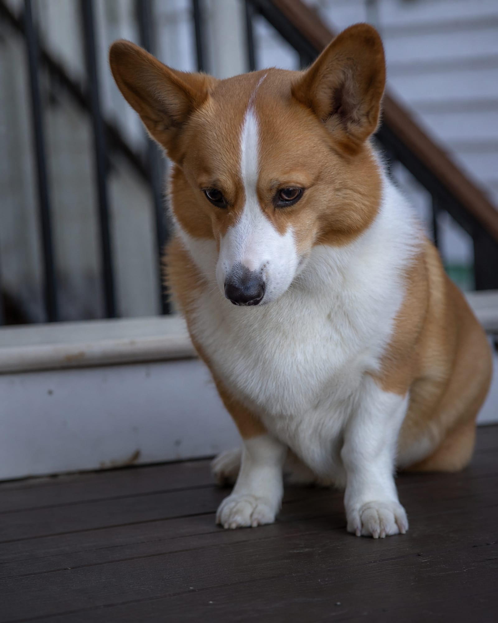 A dog sitting with its head lowered a fraction, watching hands out of frame, in Wheaton, MD