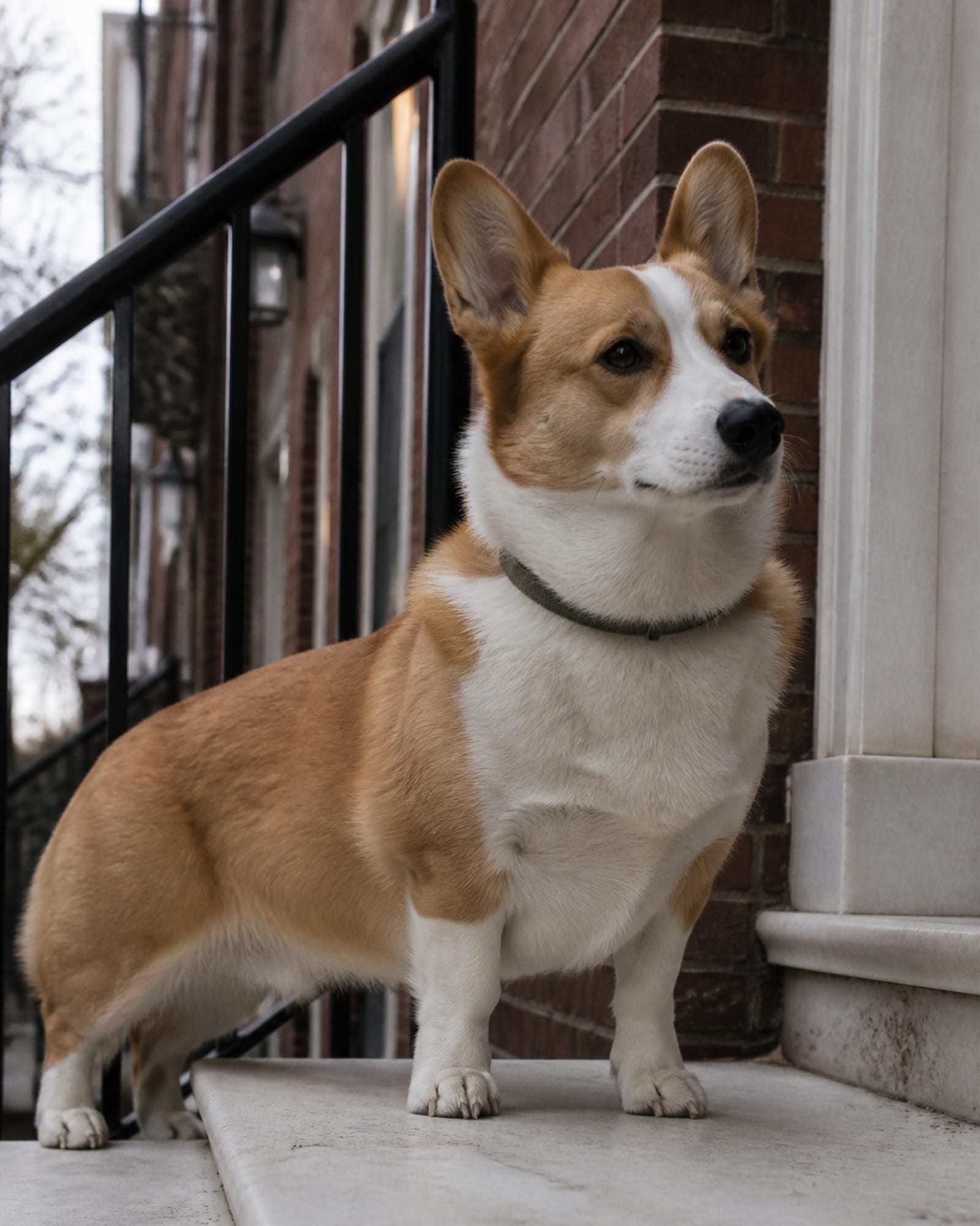 A dog standing on a low step so it fills the height of the frame, in Wheaton, MD