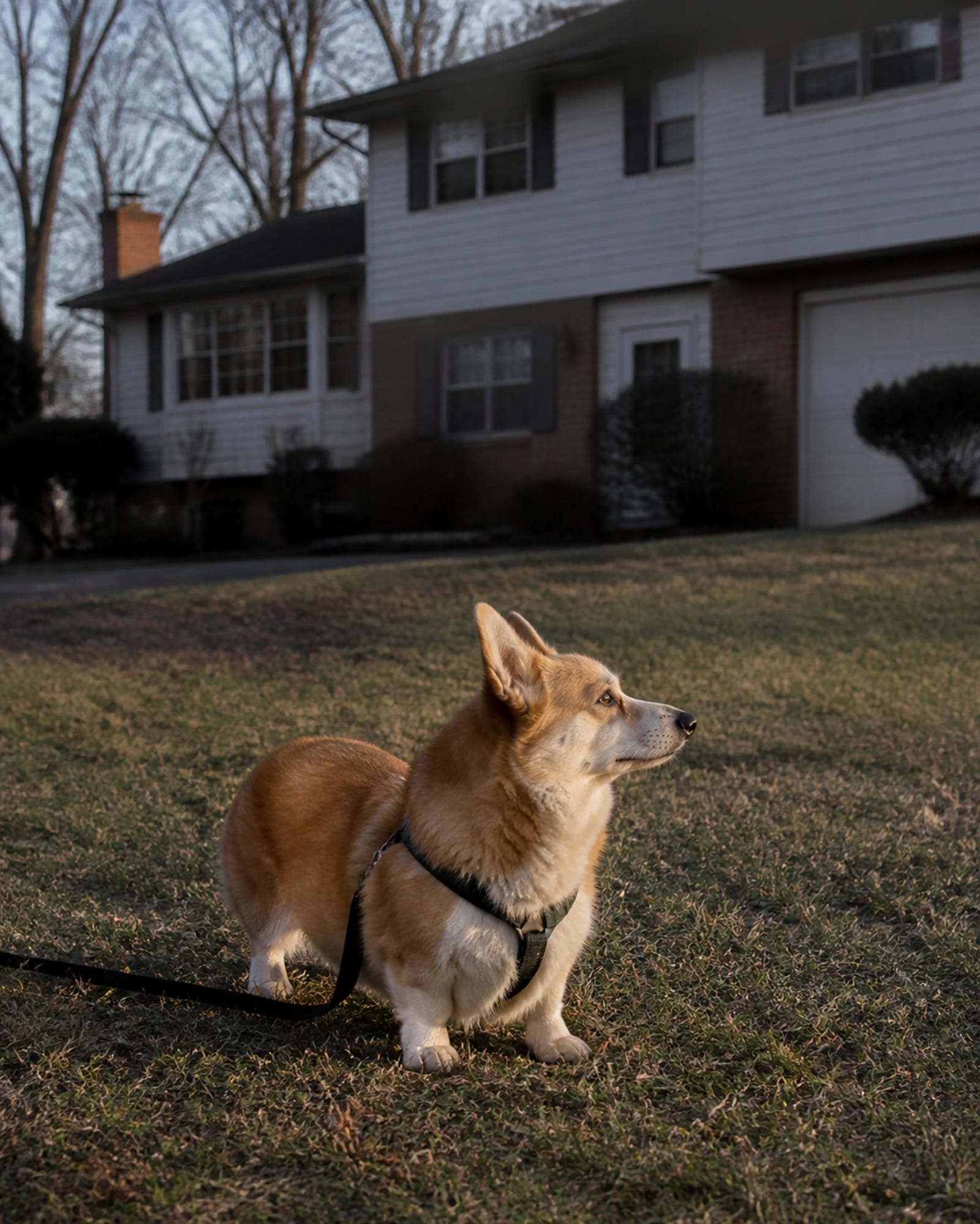 A dog in a stand stay with its lead slack on the ground beside it, in White Marsh, MD