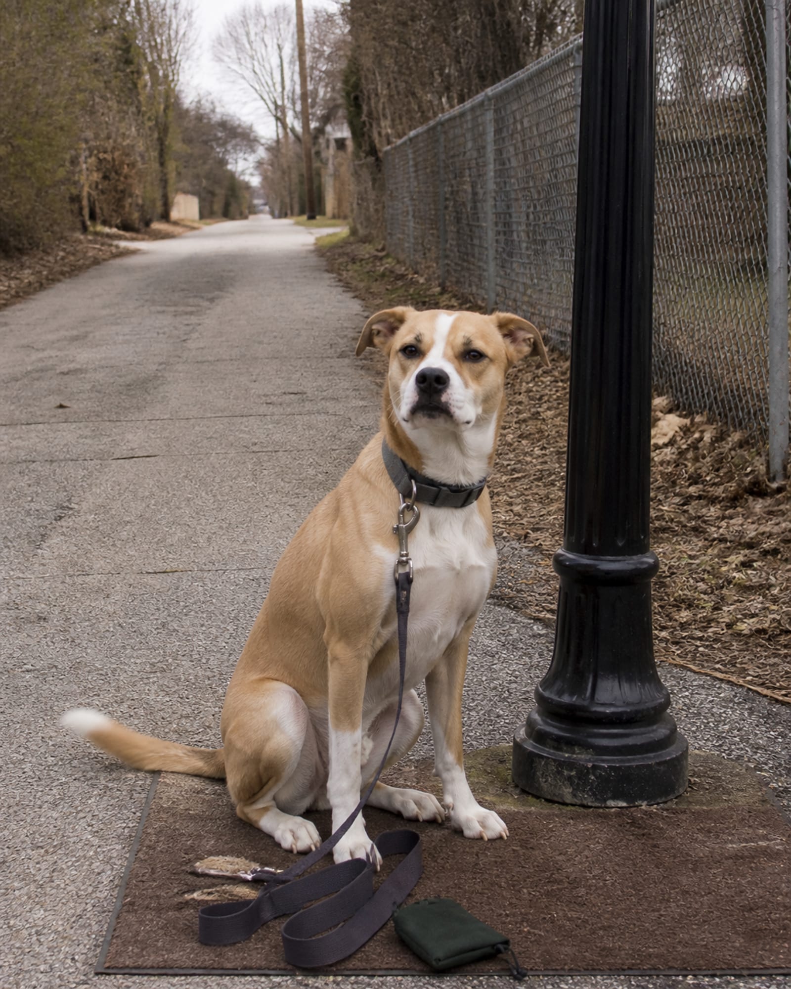 A dog sitting square beside a lamp post, in Woodlawn, MD