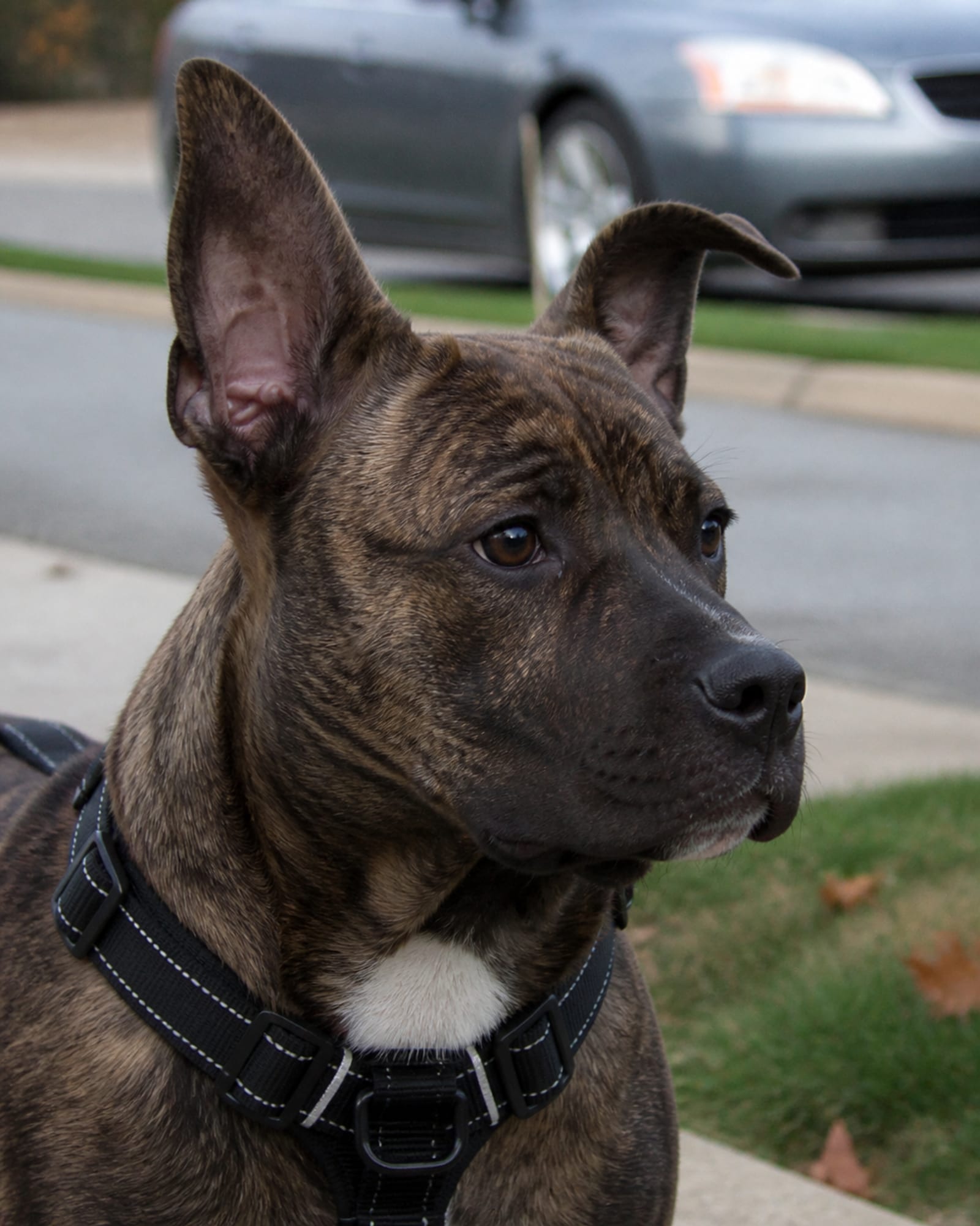 A young dog's head and oversized ears, close and vertical, in Woodlawn, MD