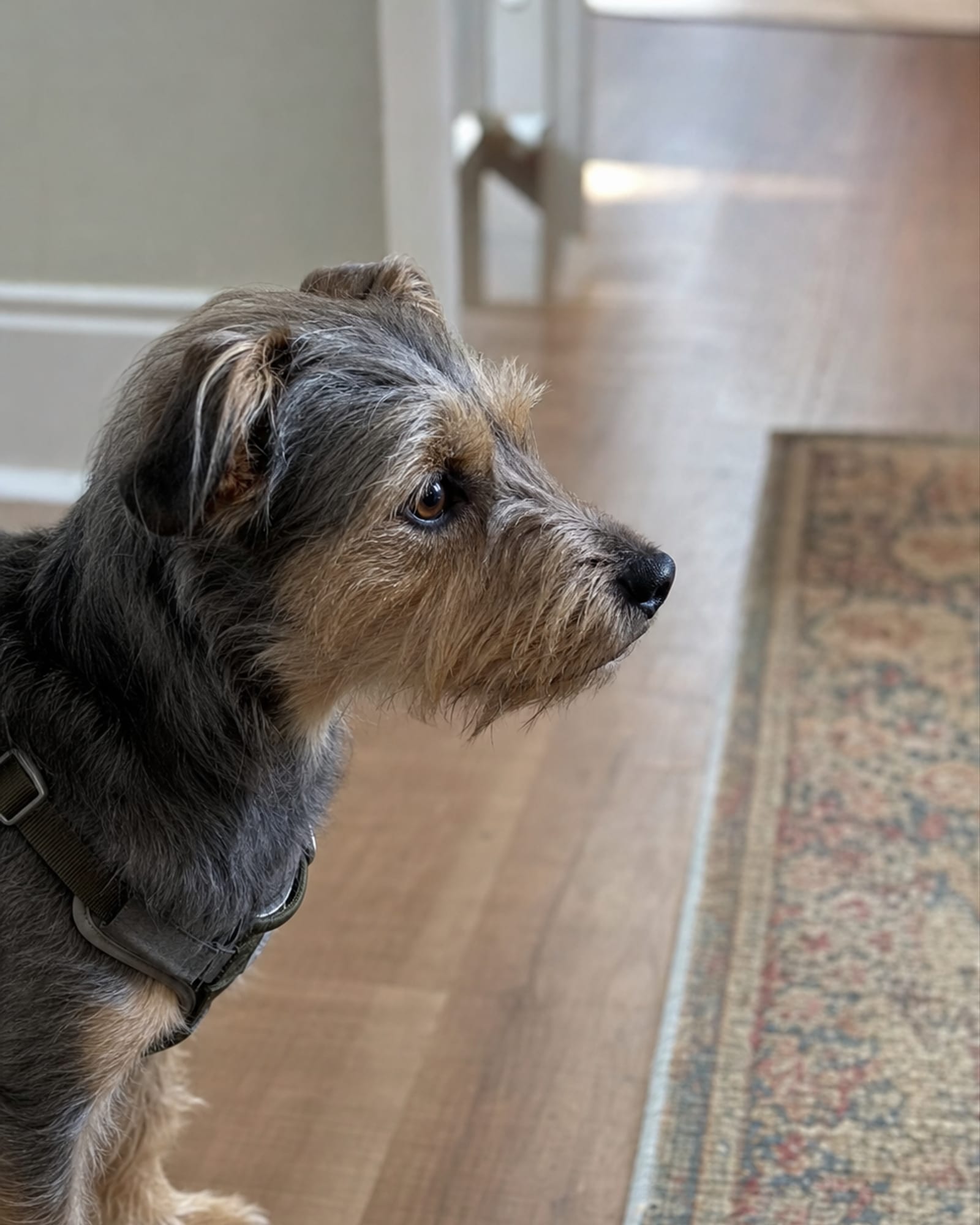 A close vertical of a dog's head and shoulders, attentive