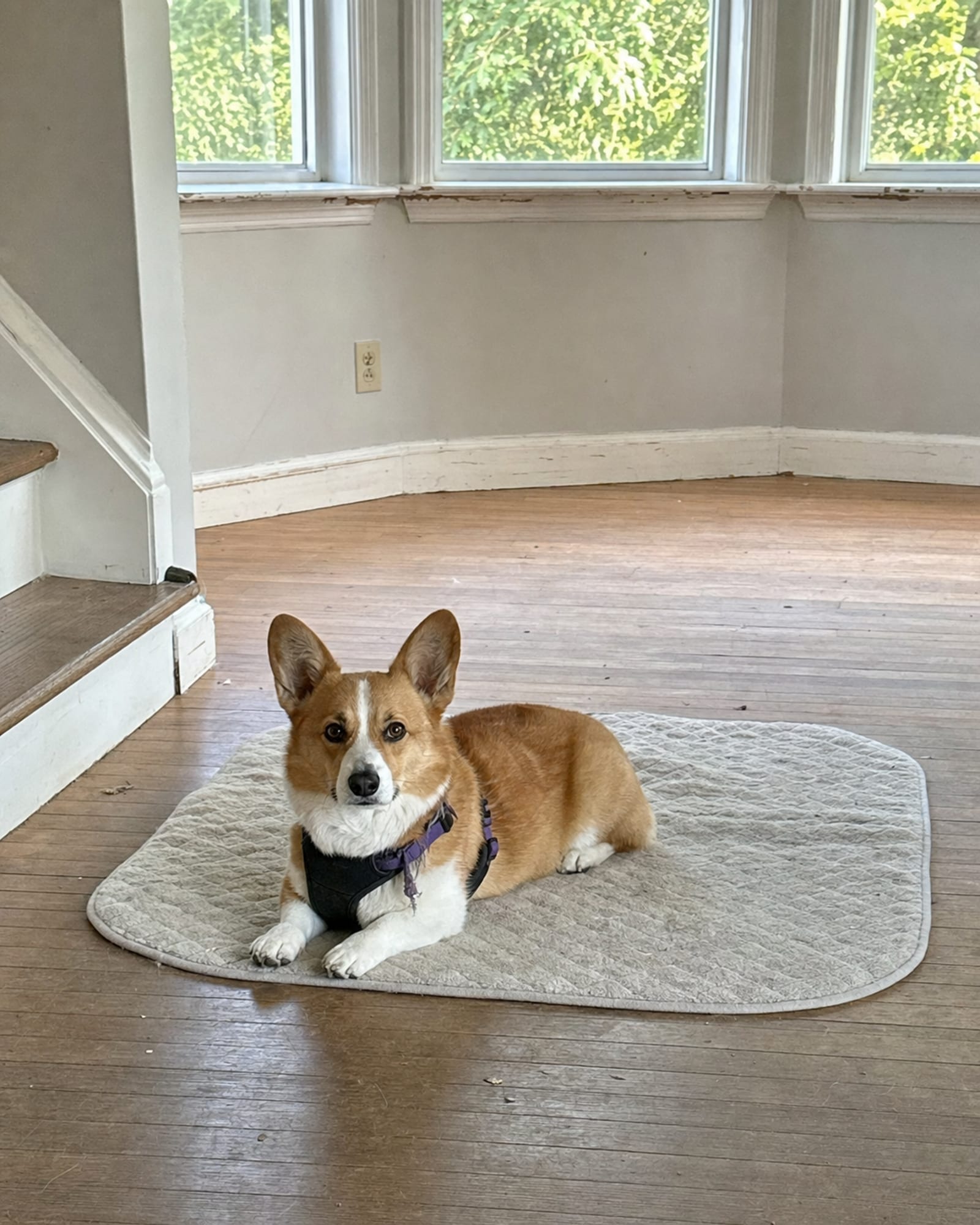 A dog holding a down stay on a mat, room around it
