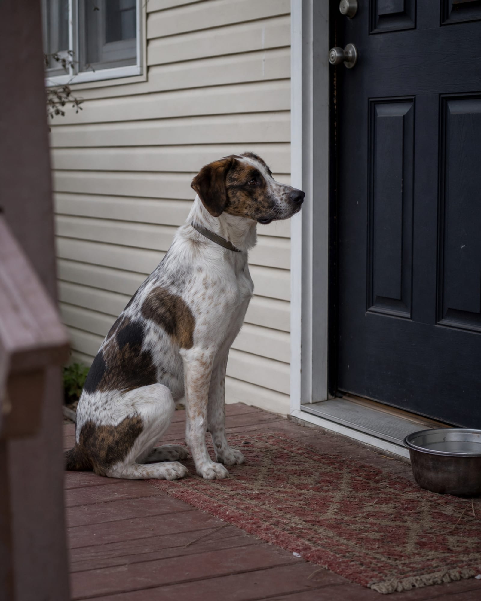 A dog sitting beside a closed door, waiting