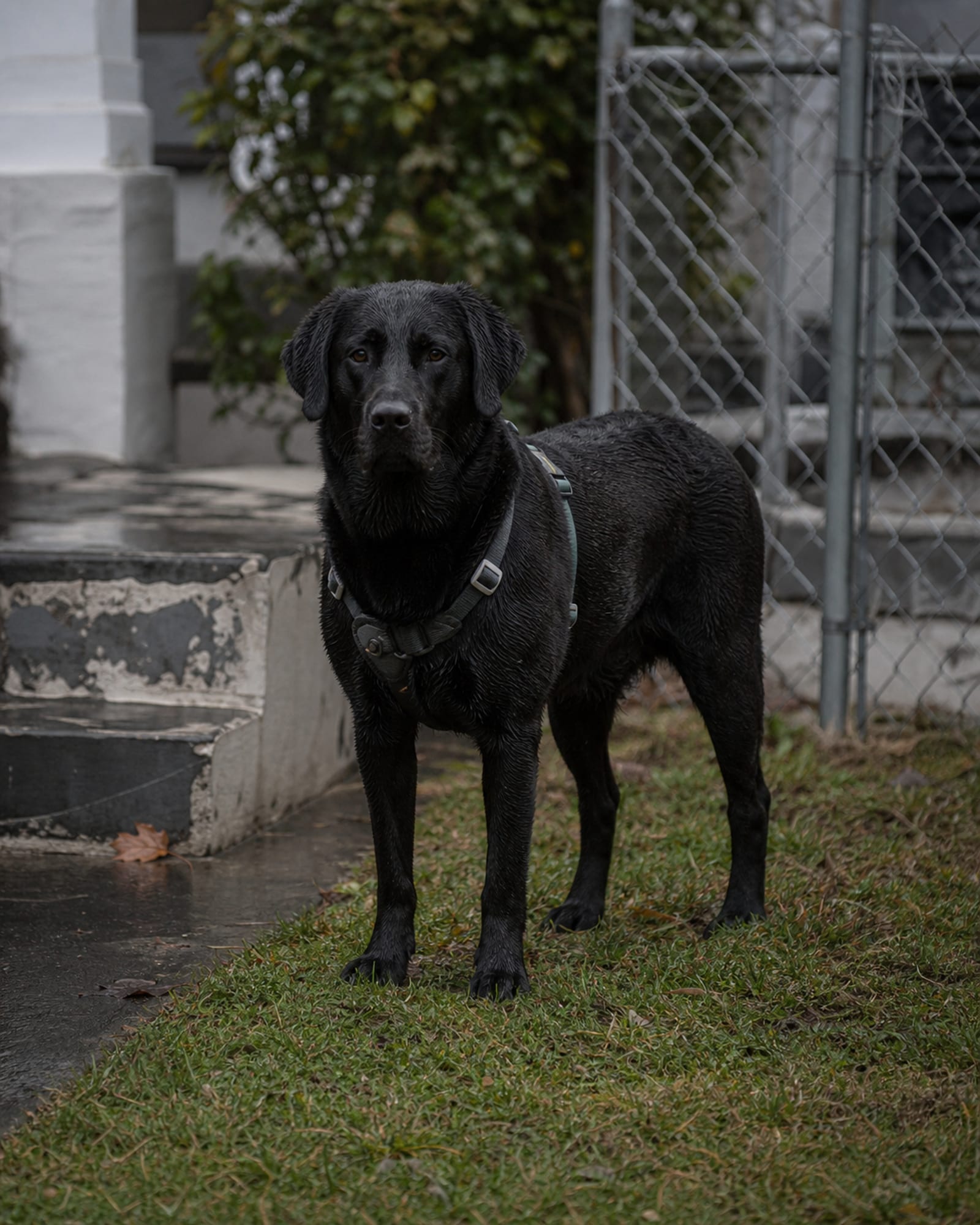 A dog standing relaxed on a lawn, weight even