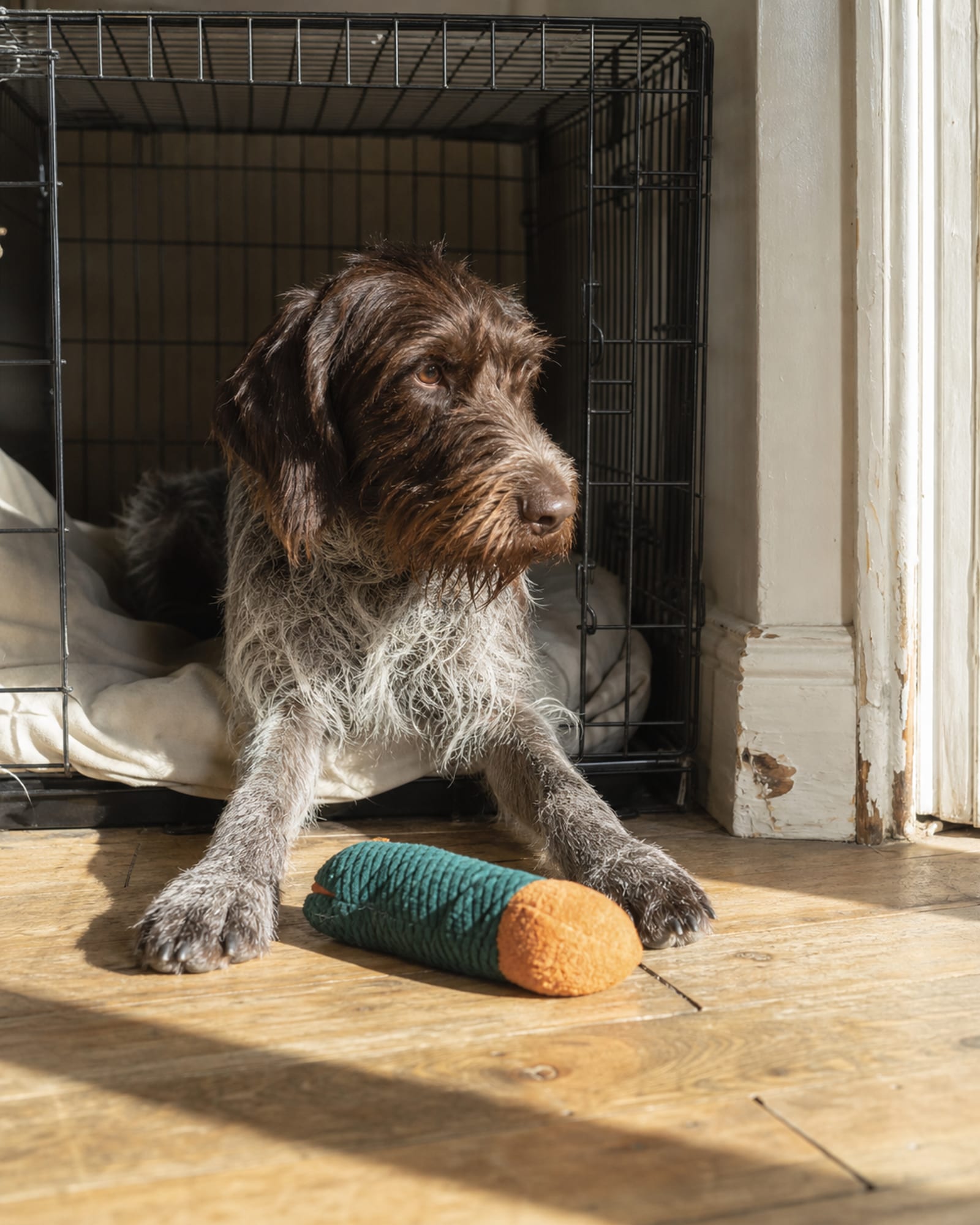 A dog settled in an open crate with bedding, half in and half out