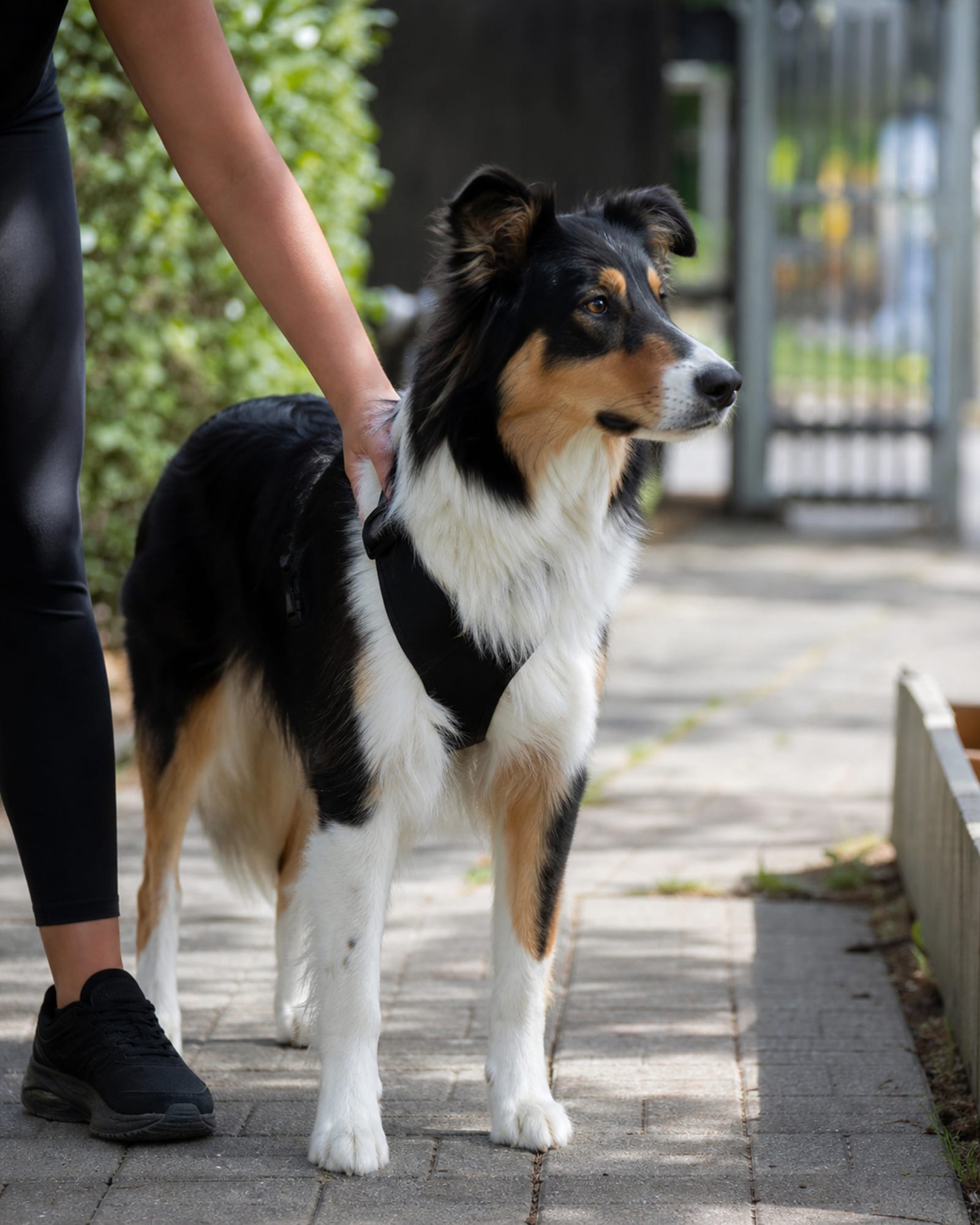 A dog standing with a handler's hand resting lightly on its shoulder, forearm only