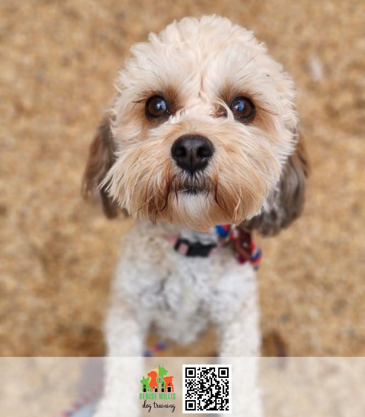 Gigi, a small cavachon with a curly cream coat, sitting indoors.