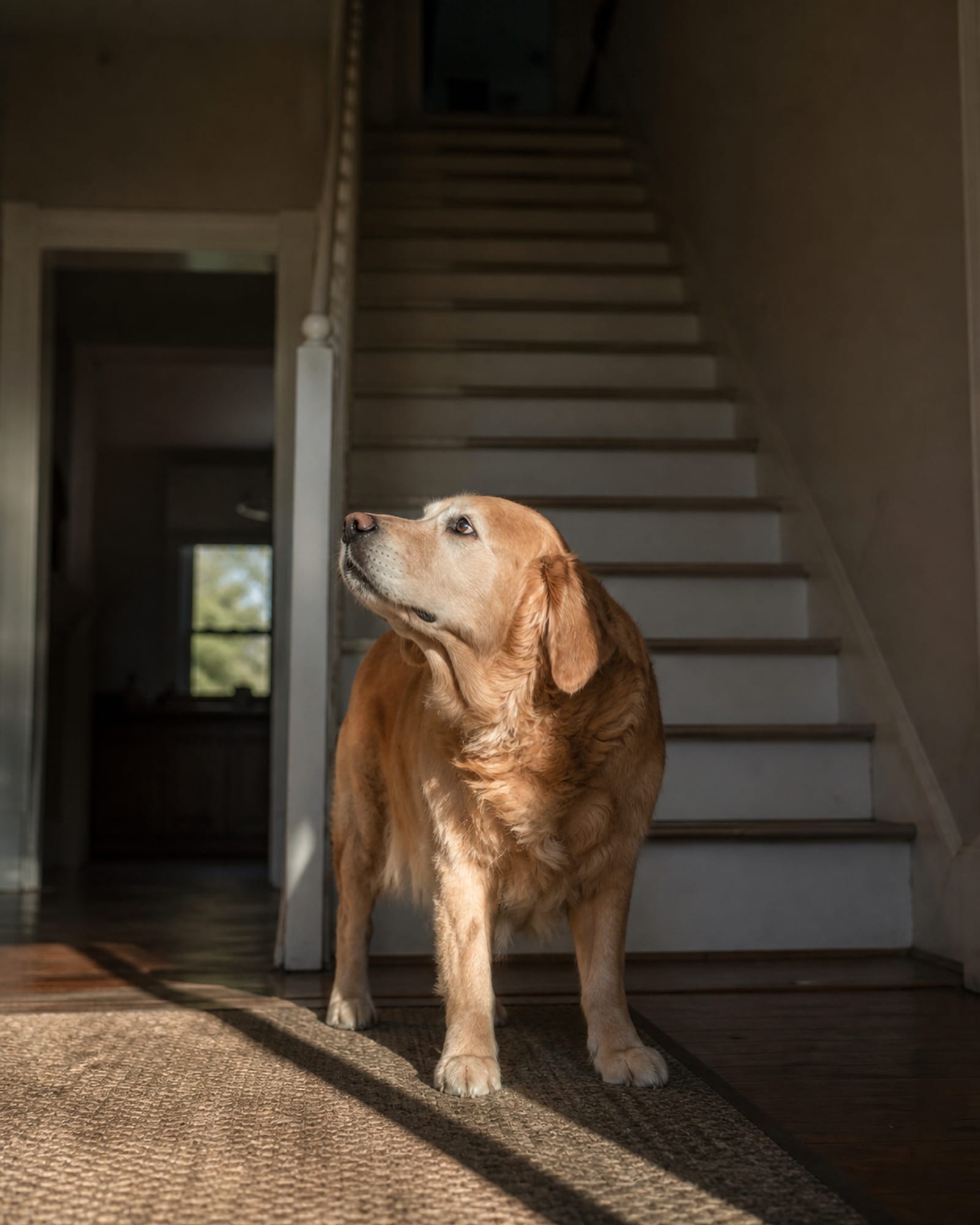 A dog standing at the bottom of a staircase looking up