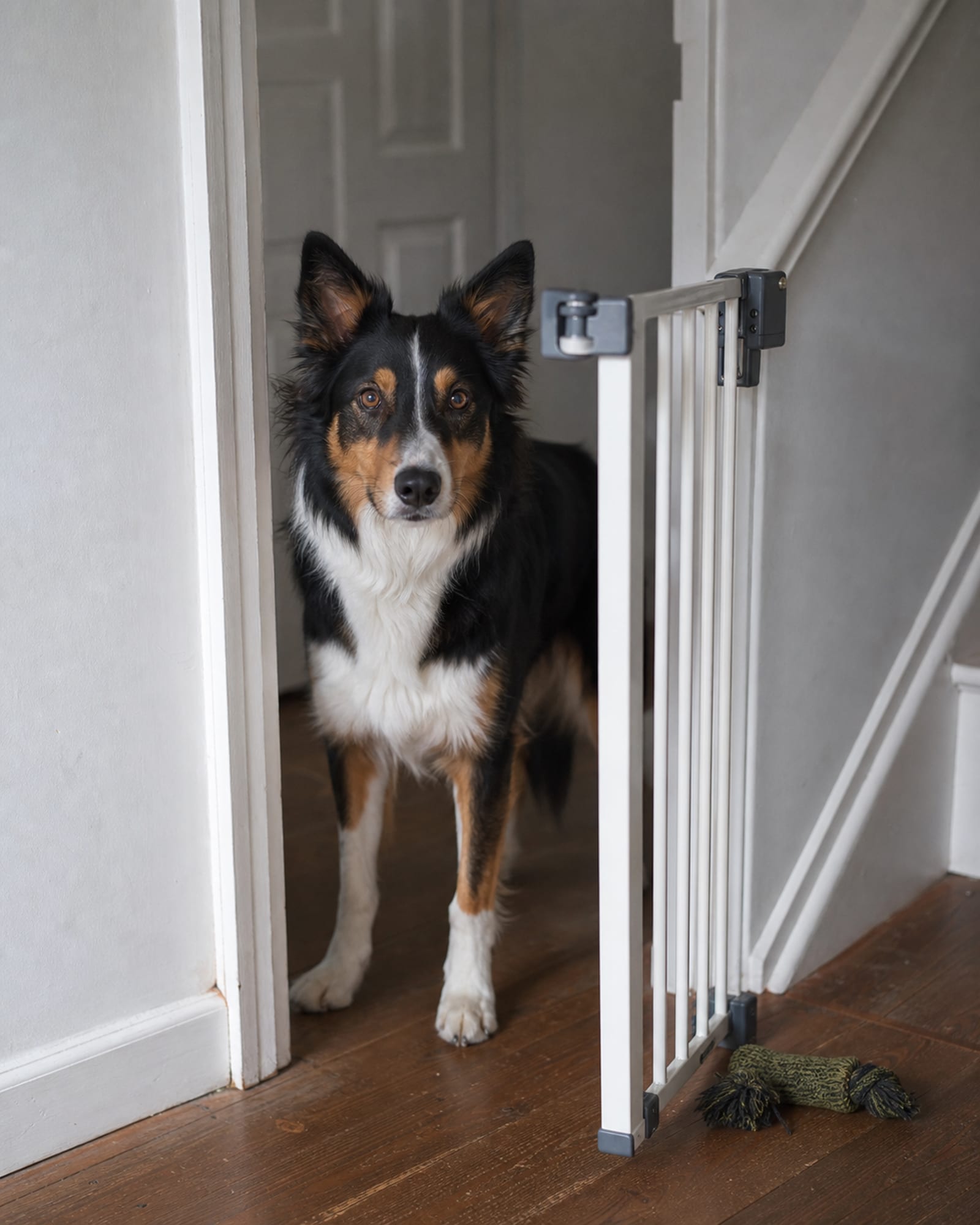 A dog waiting behind a half open stair gate, calm