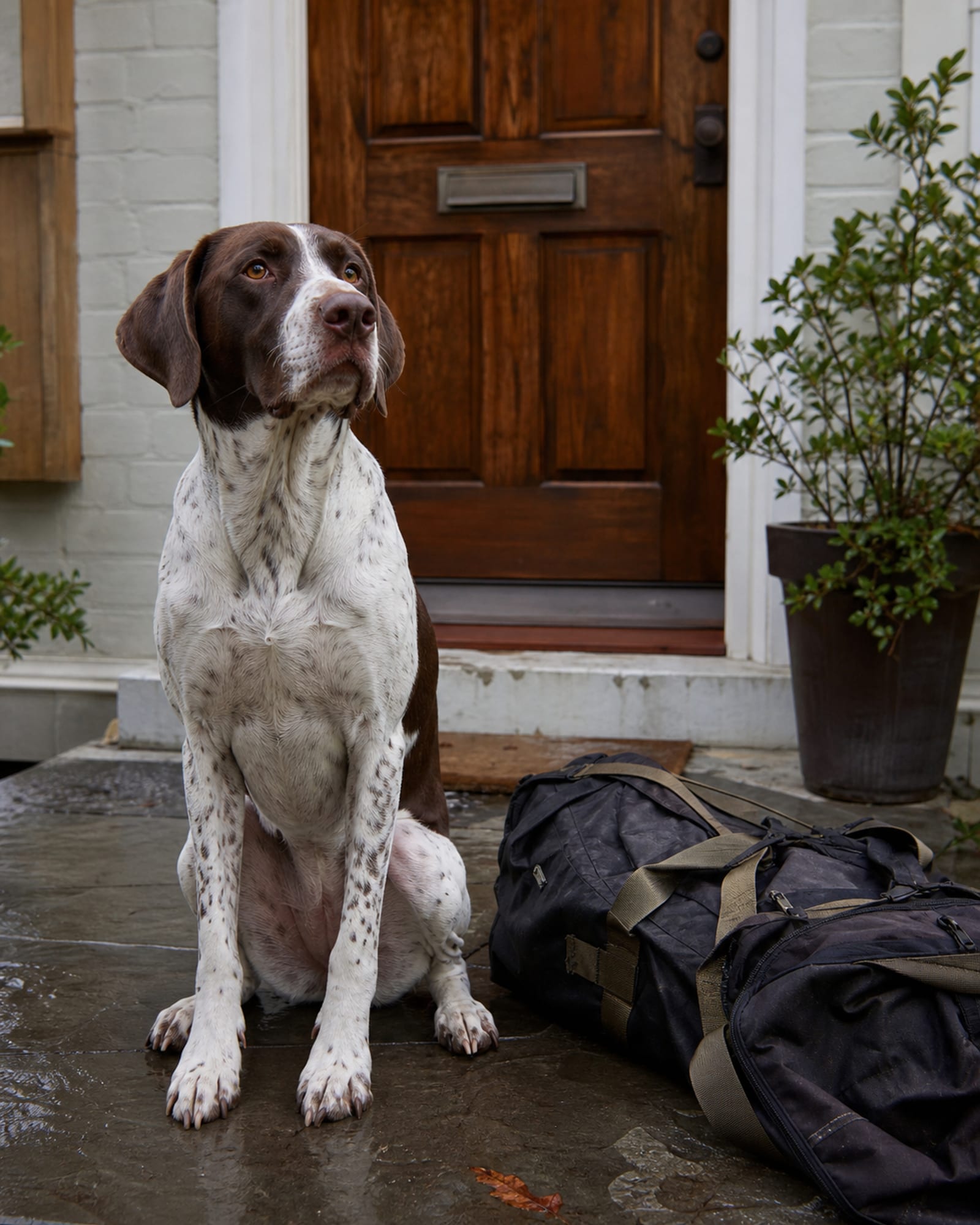 A dog sitting beside a packed kit bag by a front door