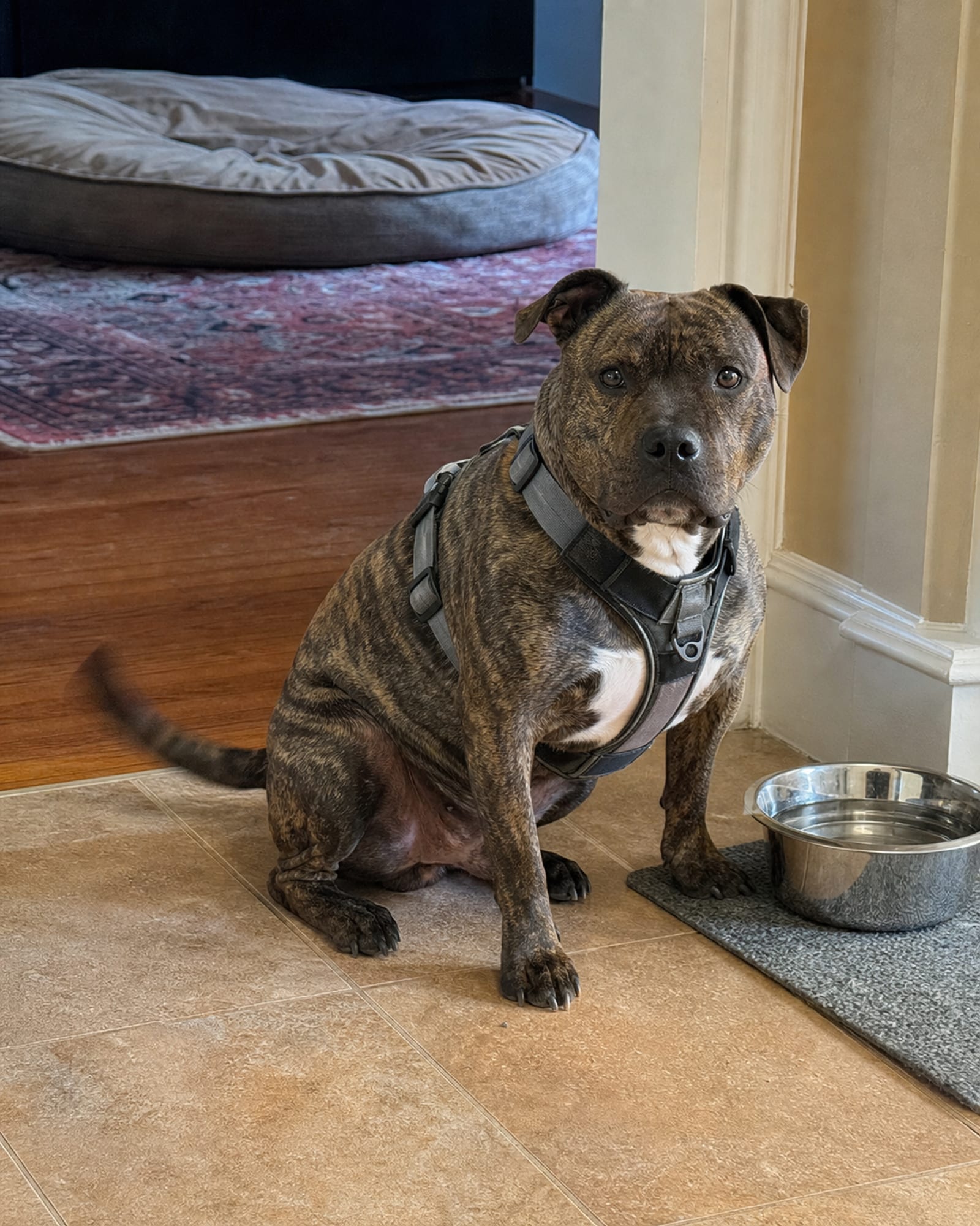 A dog sitting beside a water bowl on a tiled floor