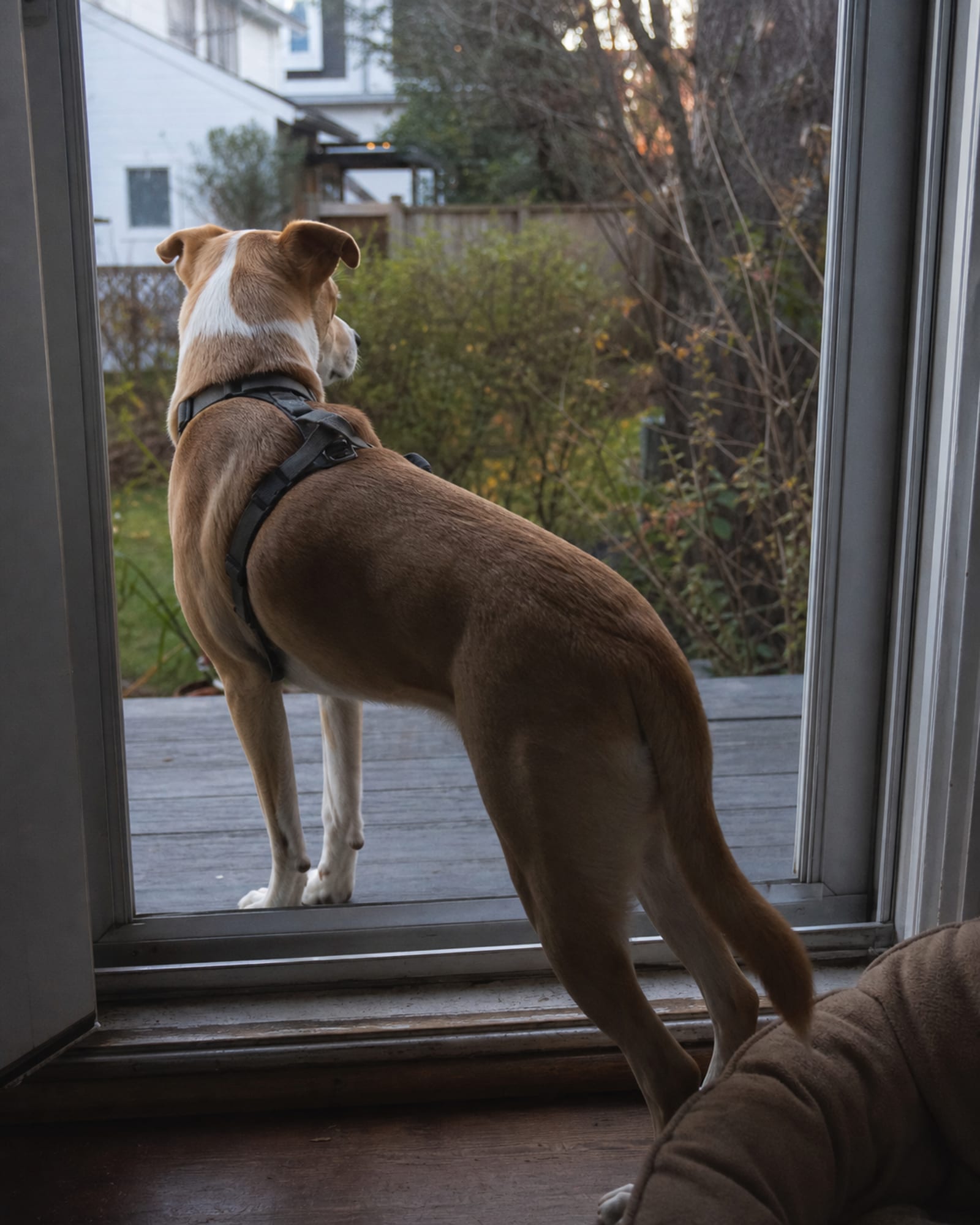 A dog standing on a back step looking into the yard