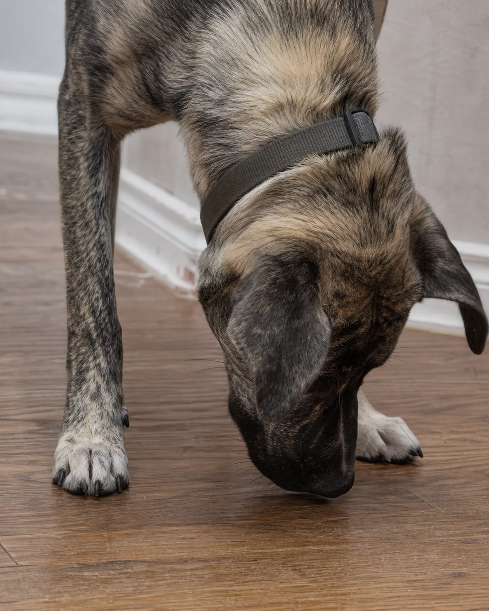 A close vertical of a dog's front paws and lowered head on a floor