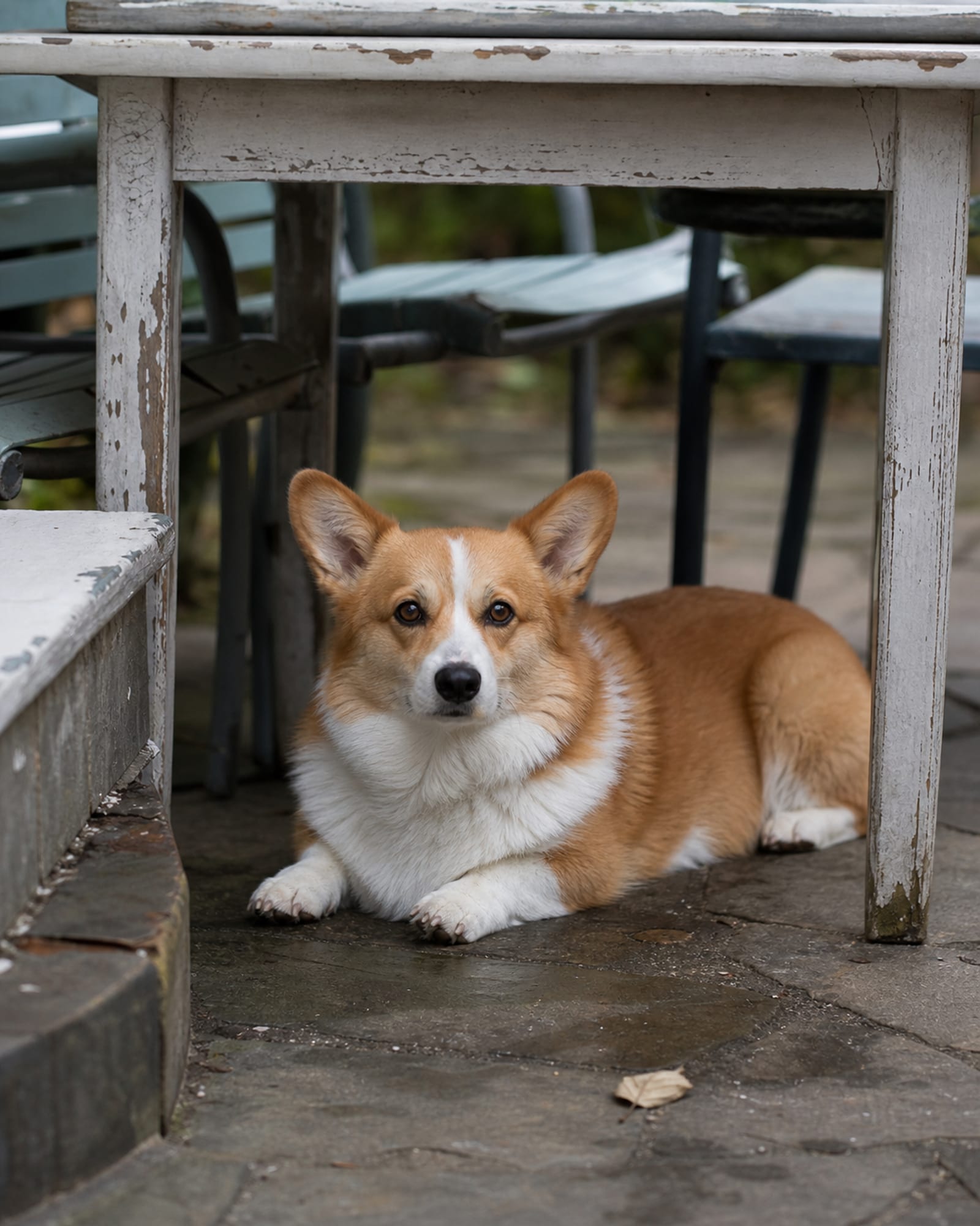 A dog lying under a table with chair legs framing it