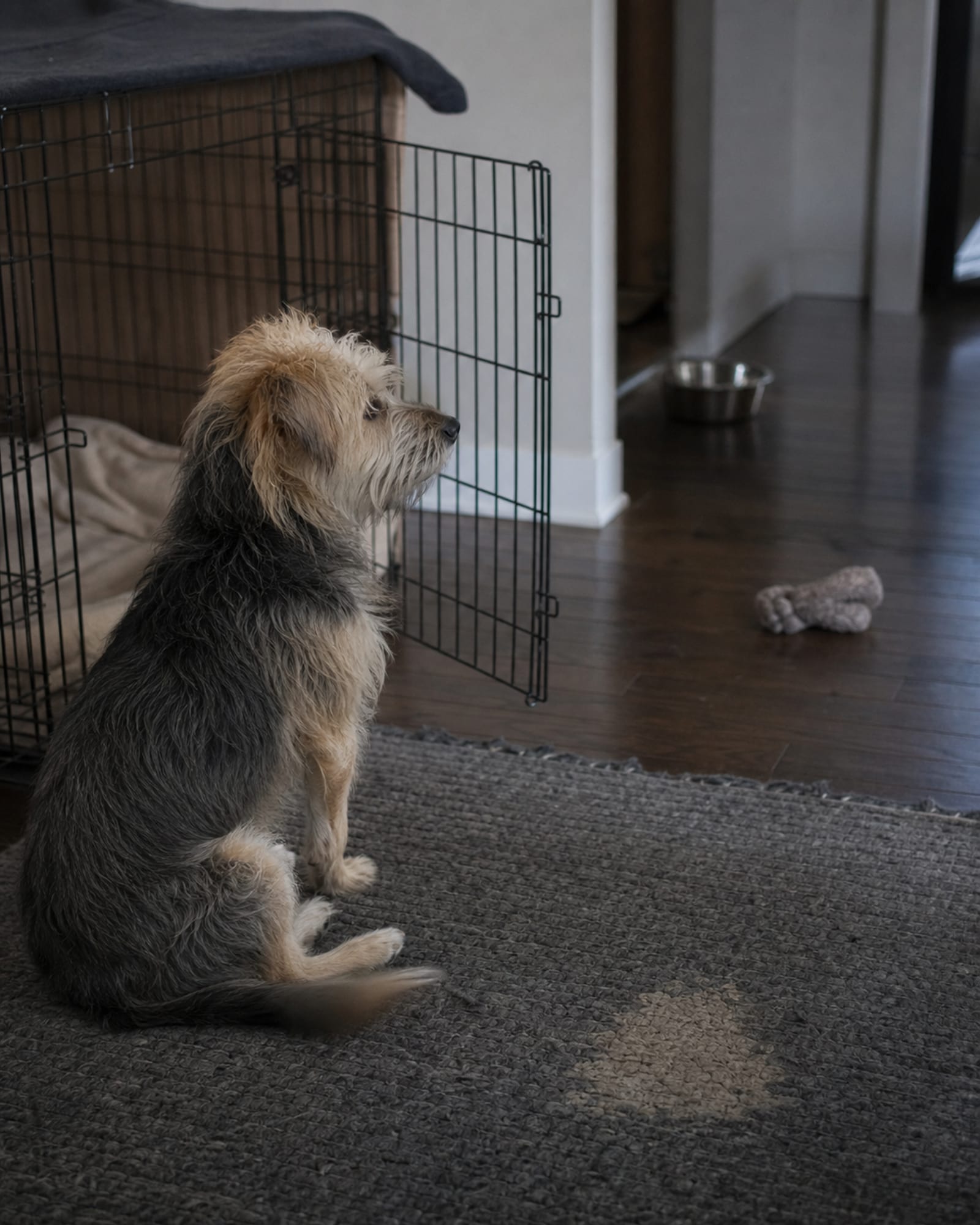 A dog sitting upright beside an open crate door