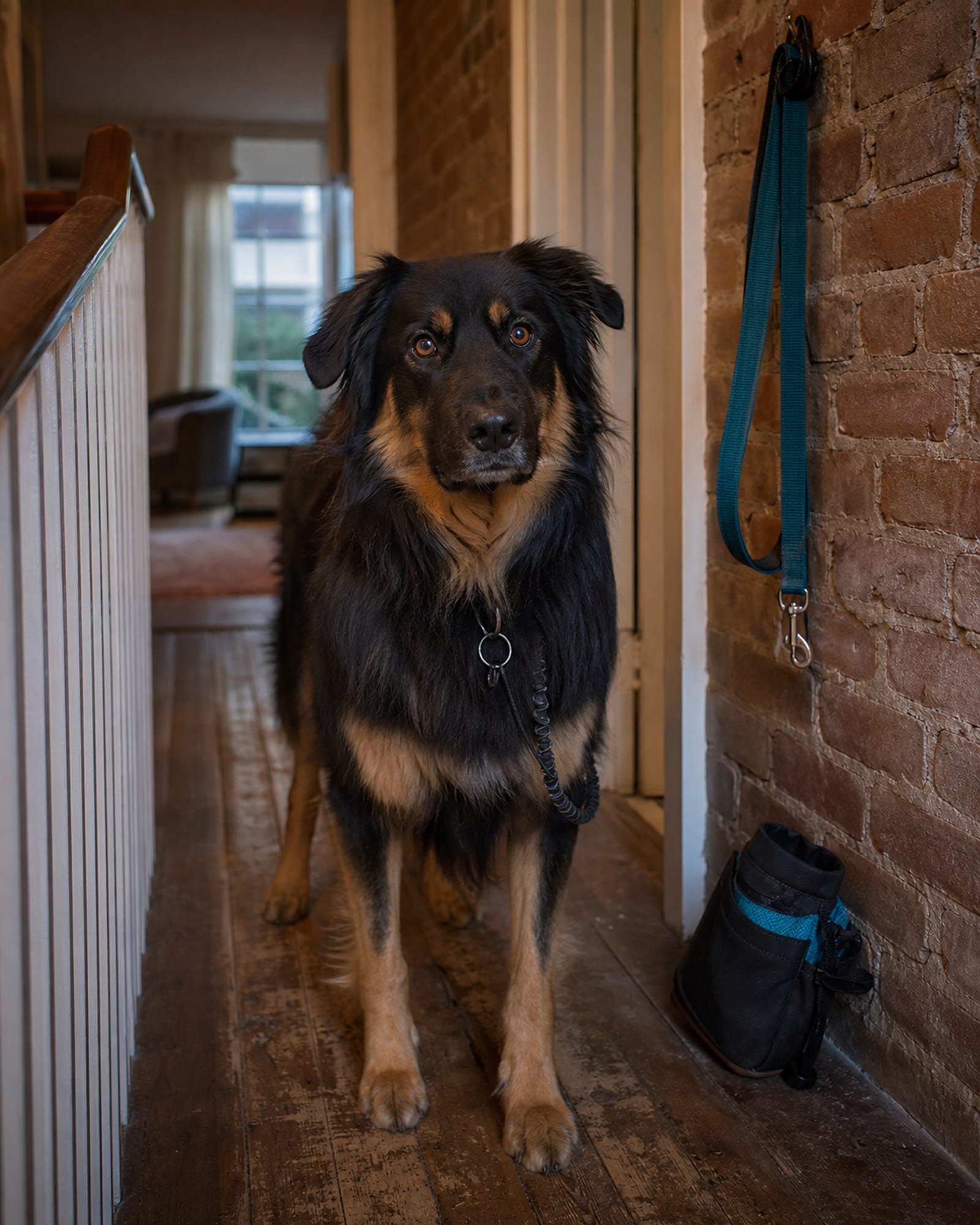 A dog standing in a hallway with a lead hanging on the wall behind, unclipped
