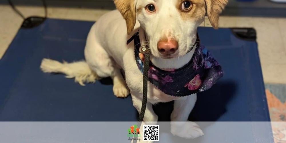 Kasey the corgi mix settled indoors on a rug during her board and train stay.