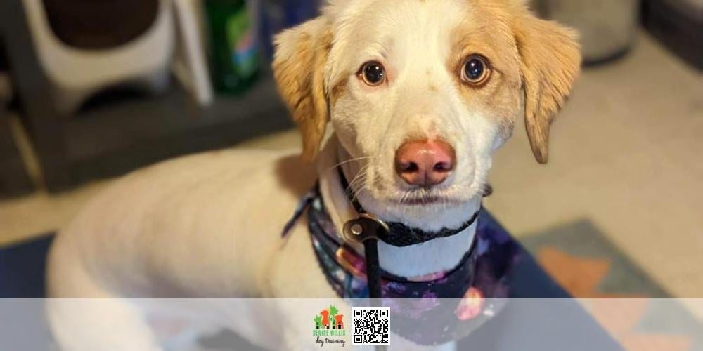 Kasey, a cream colored corgi mix in a patterned harness, looking up at the camera indoors.