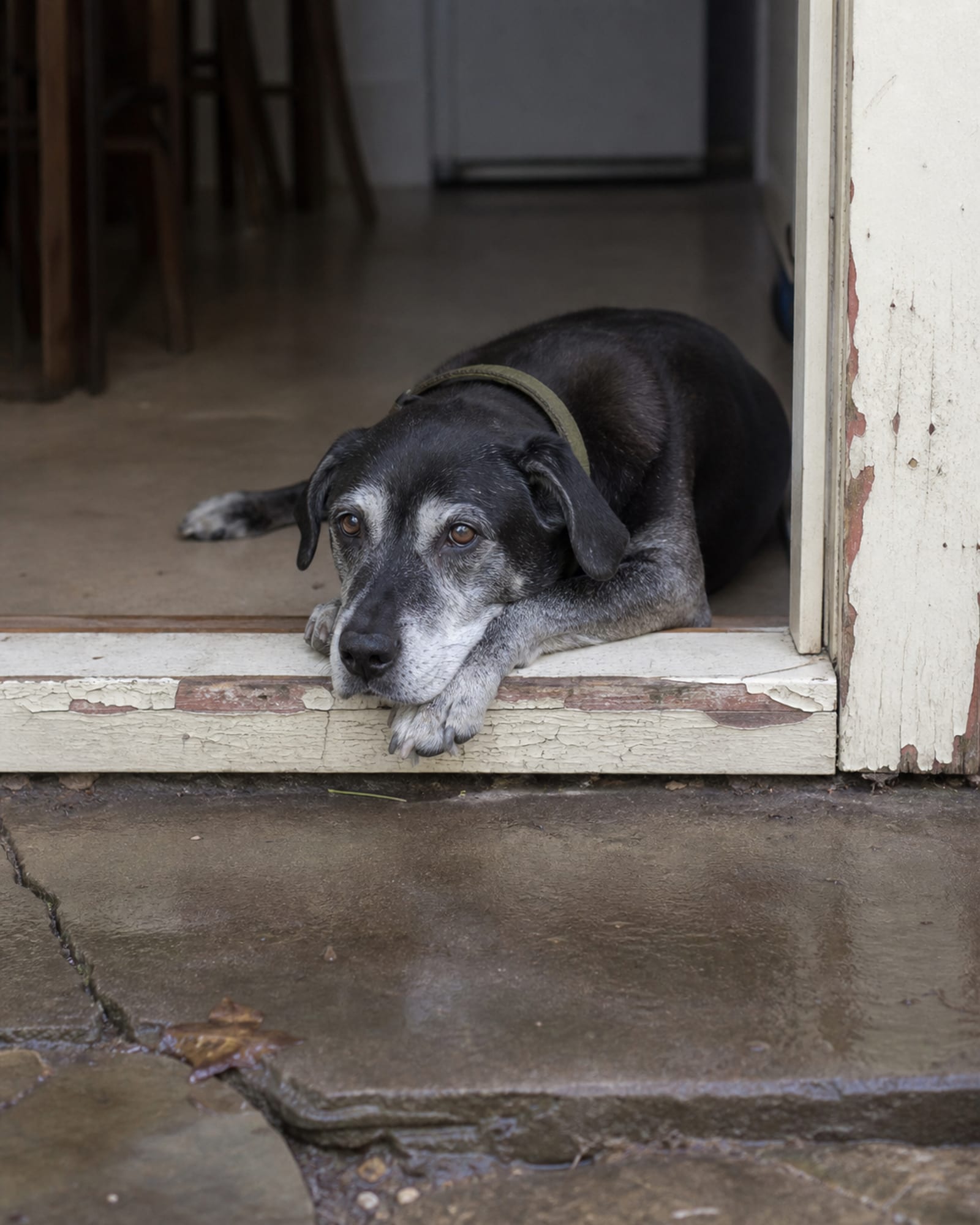 A dog lying across a doorway threshold, head on paws