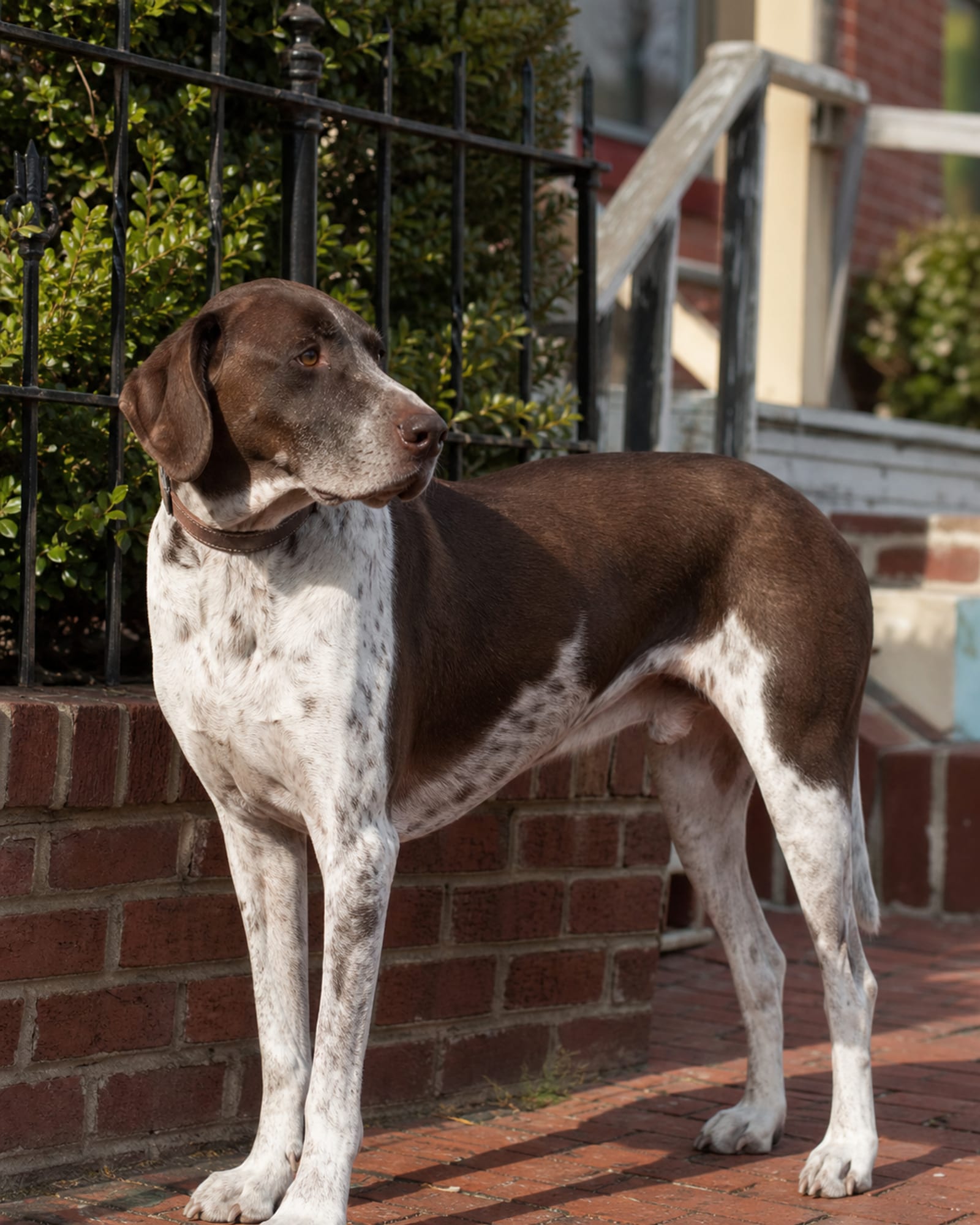 A dog standing beside a low garden wall, weight settled