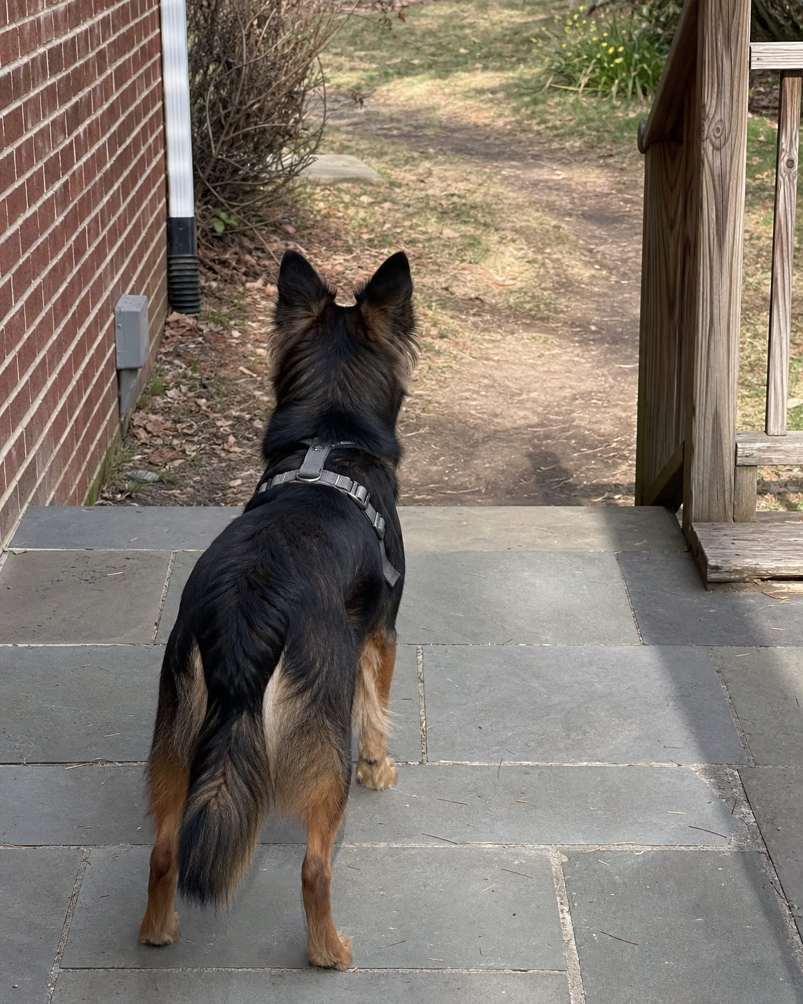 A dog standing square on a patio, ears forward