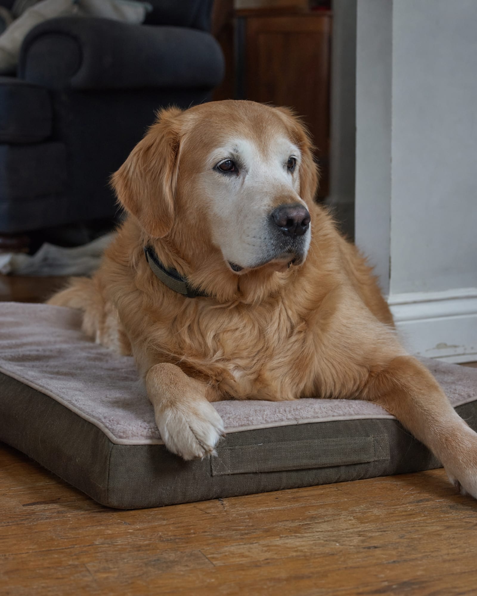 A dog lying calm on a bed in a family living room