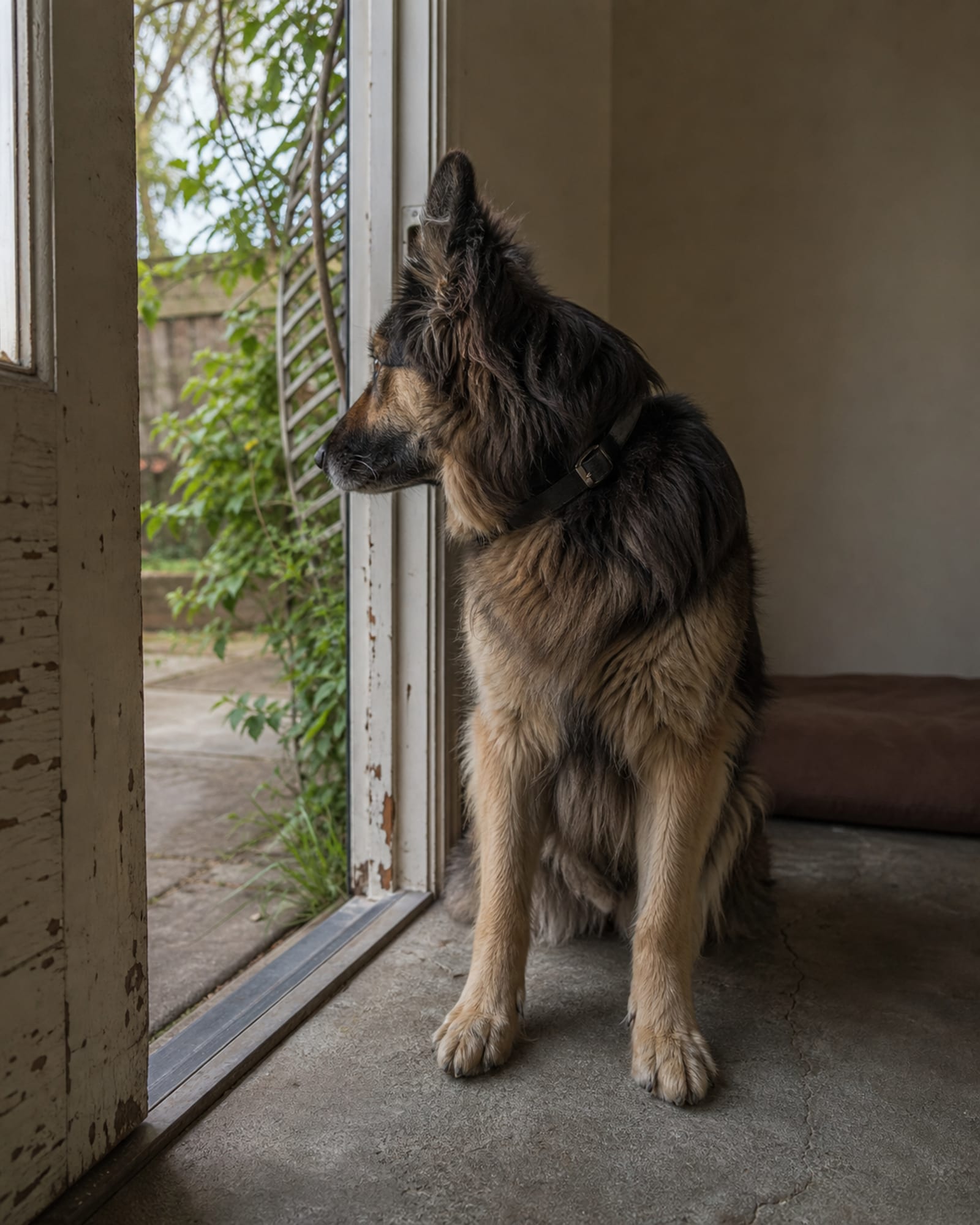 A dog sitting at a threshold waiting to be released