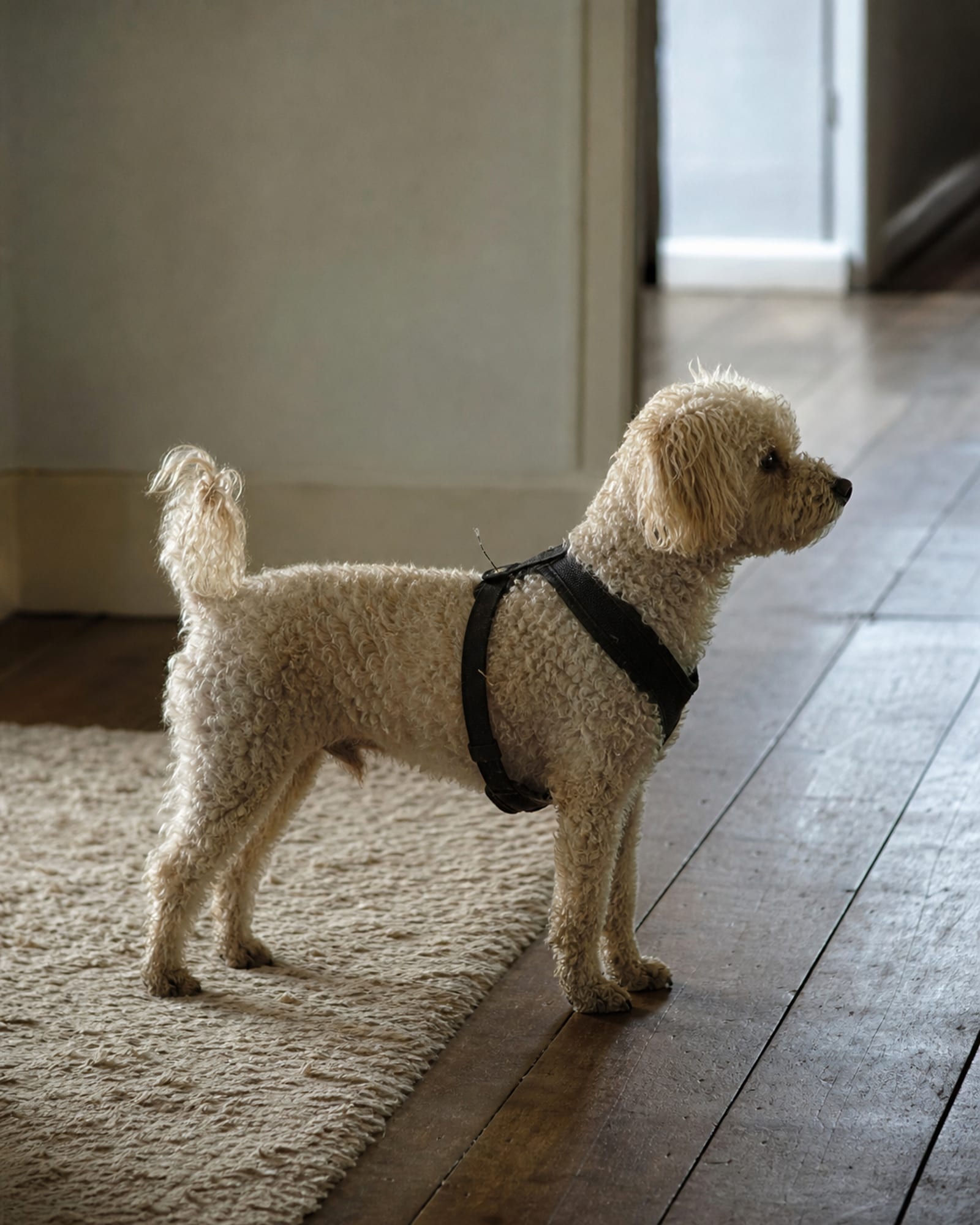 A dog standing square and settled in a plain interior, full body