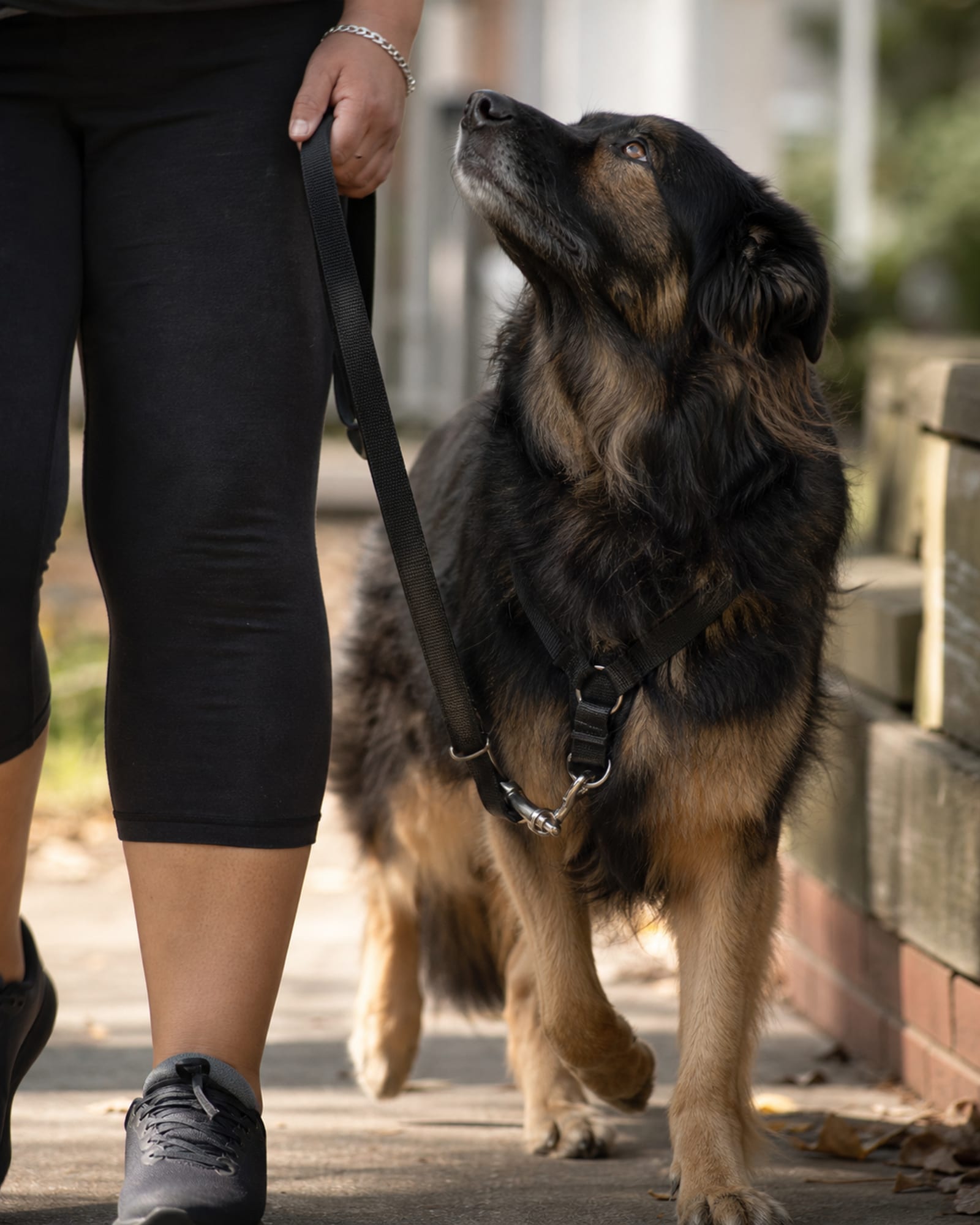 A dog walking at heel beside a handler's lower legs, cropped at the knee