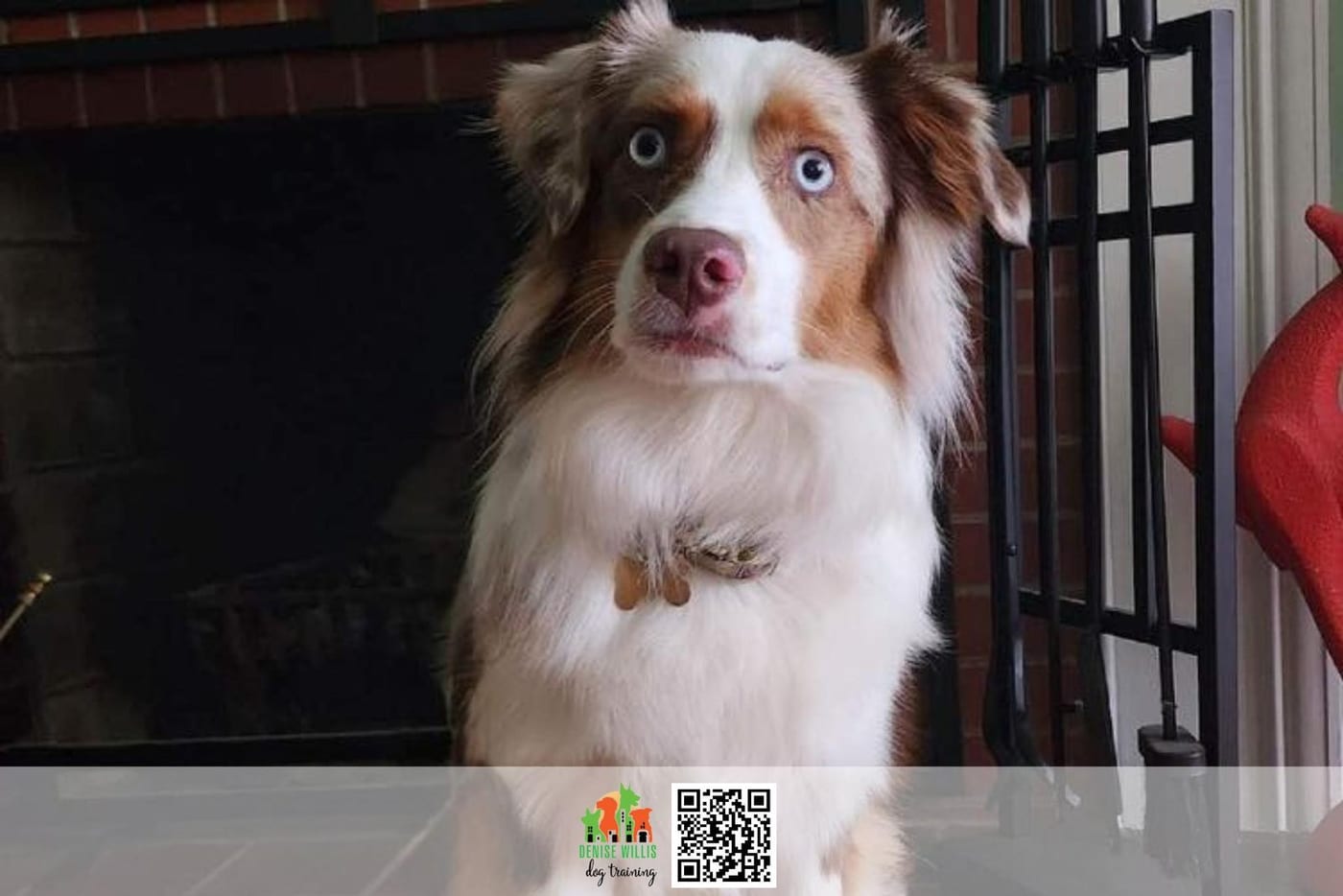 Lia, an Australian shepherd, wearing a training muzzle outdoors.