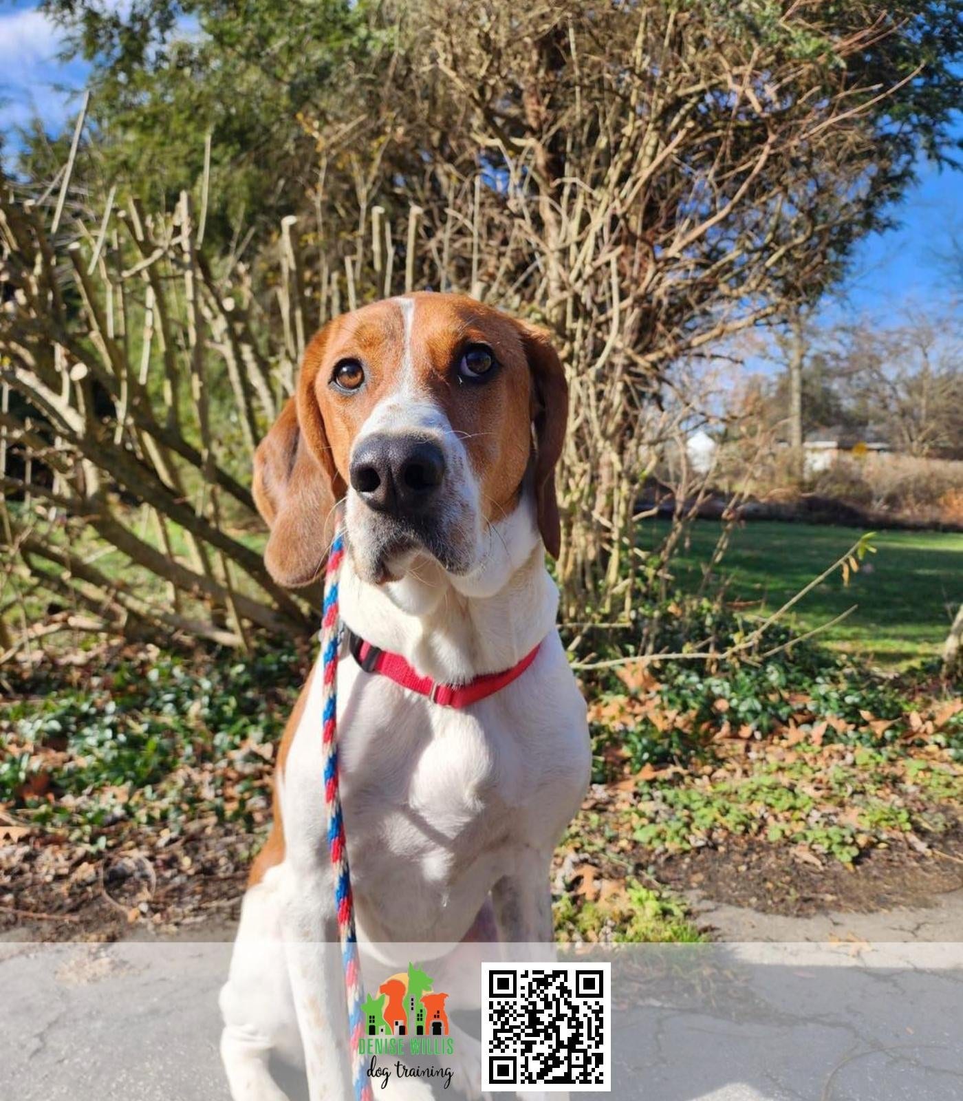 Louie, a hound mix, sitting attentively on a lead during a training session.