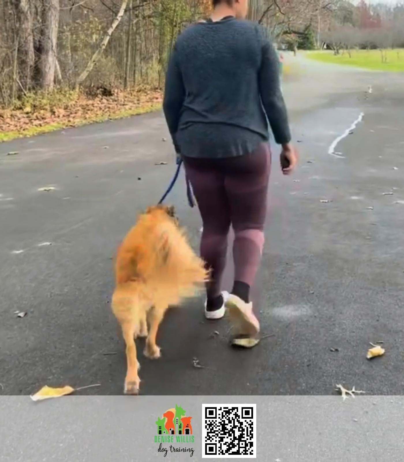 Nala, a chow mix, on a lead during an outdoor training session.