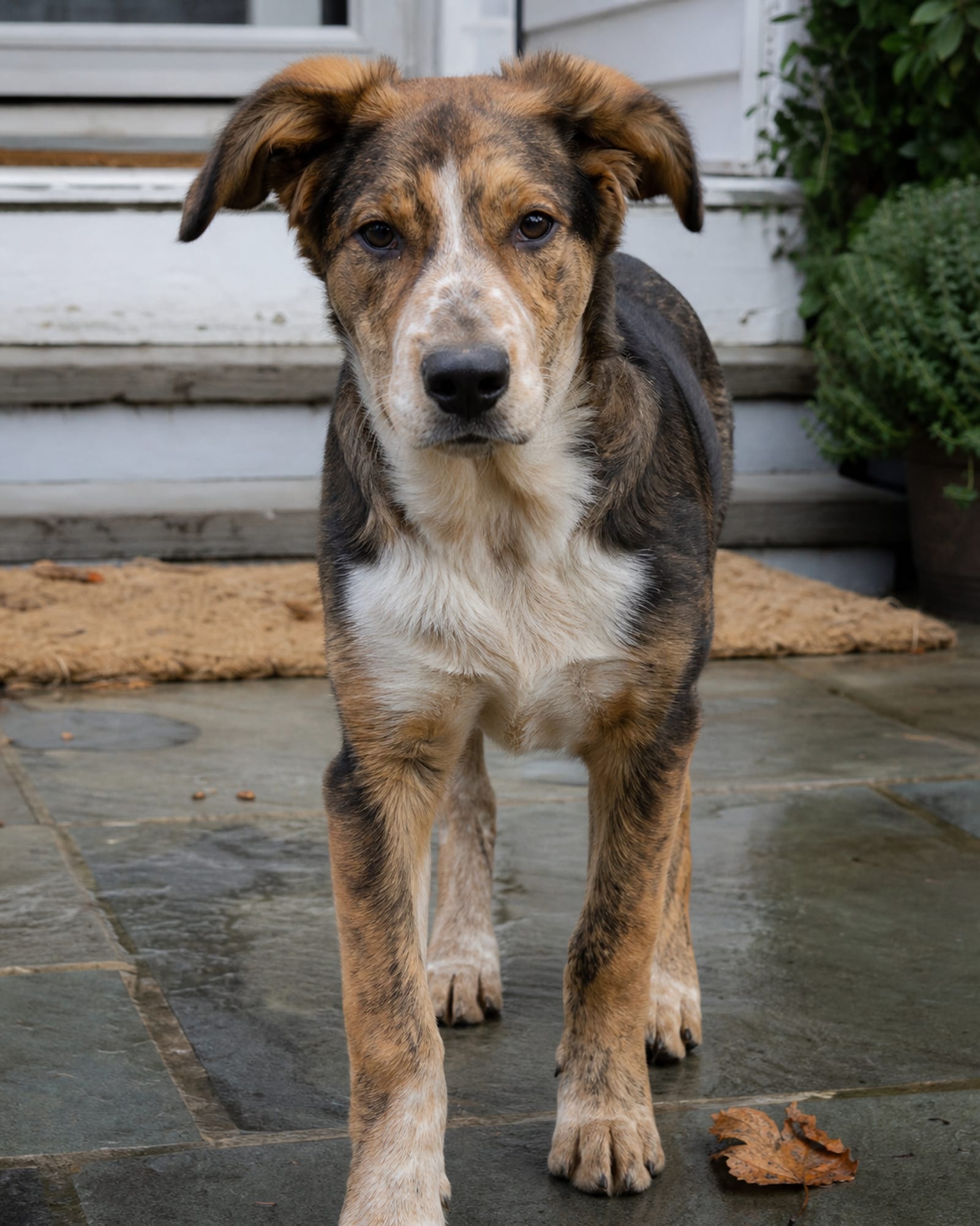 A close vertical of a dog's head and shoulders, attentive