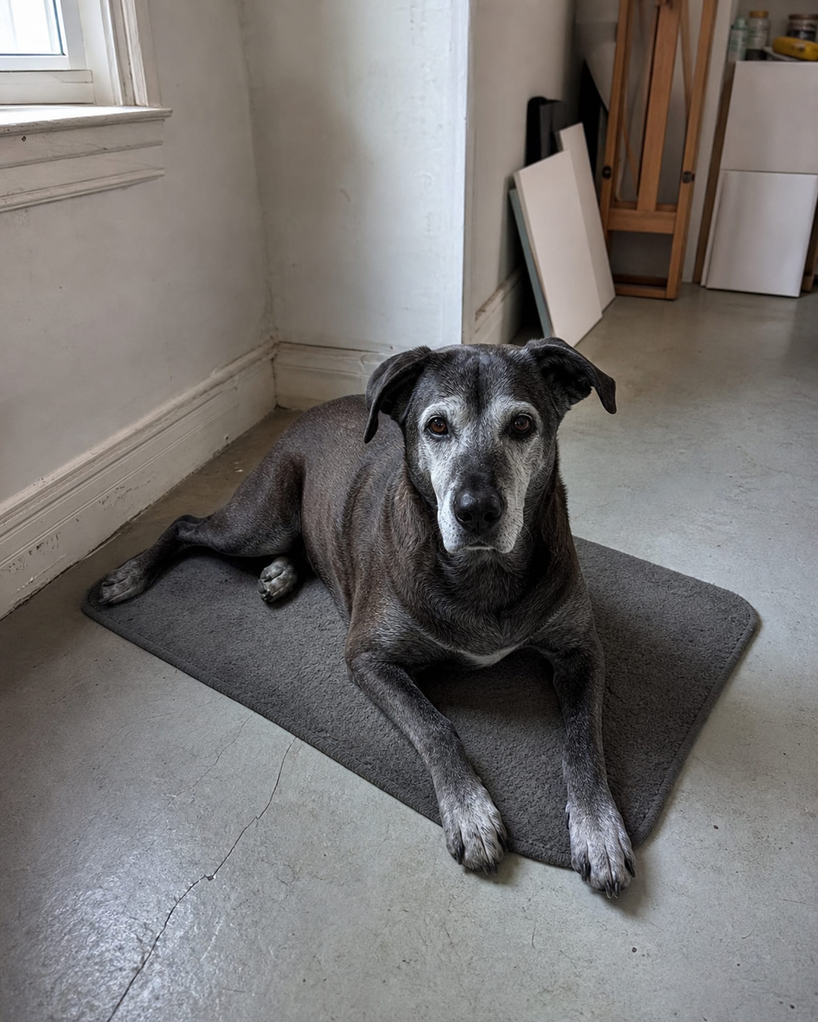 A dog holding a down stay on a mat, room around it