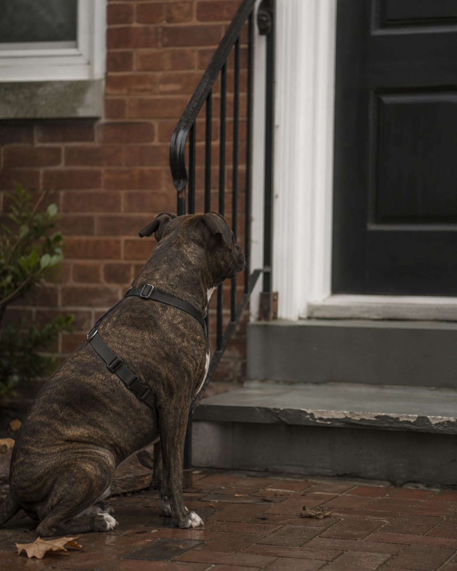 A dog sitting beside a closed door, waiting
