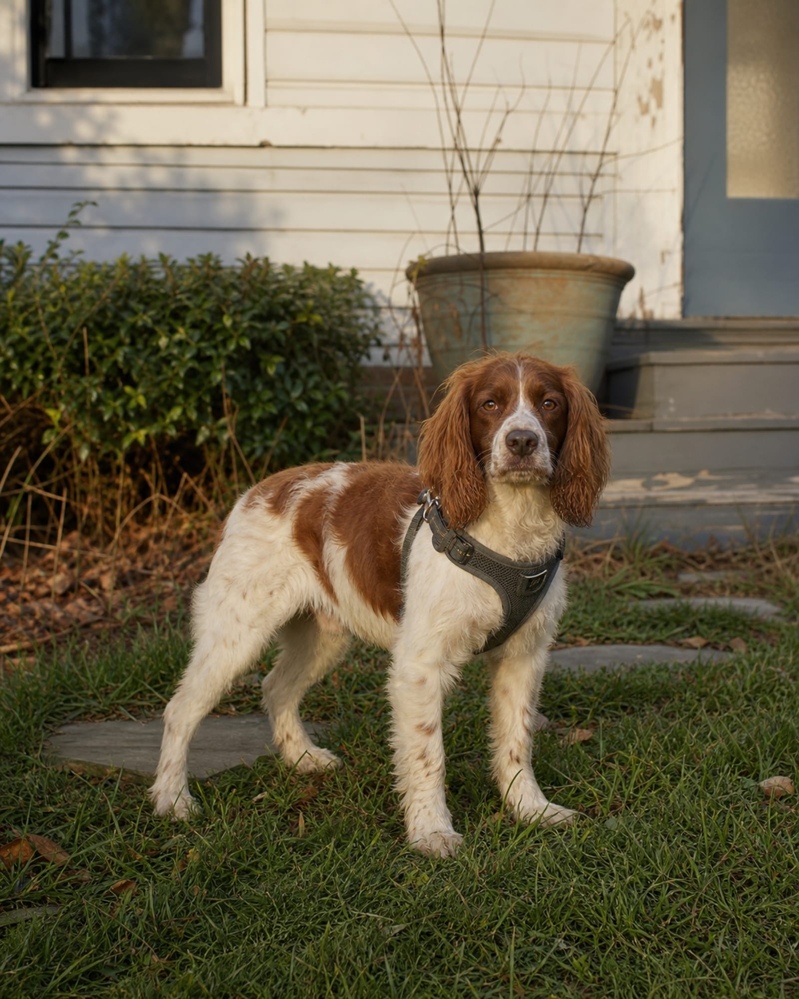 A dog standing relaxed on a lawn, weight even