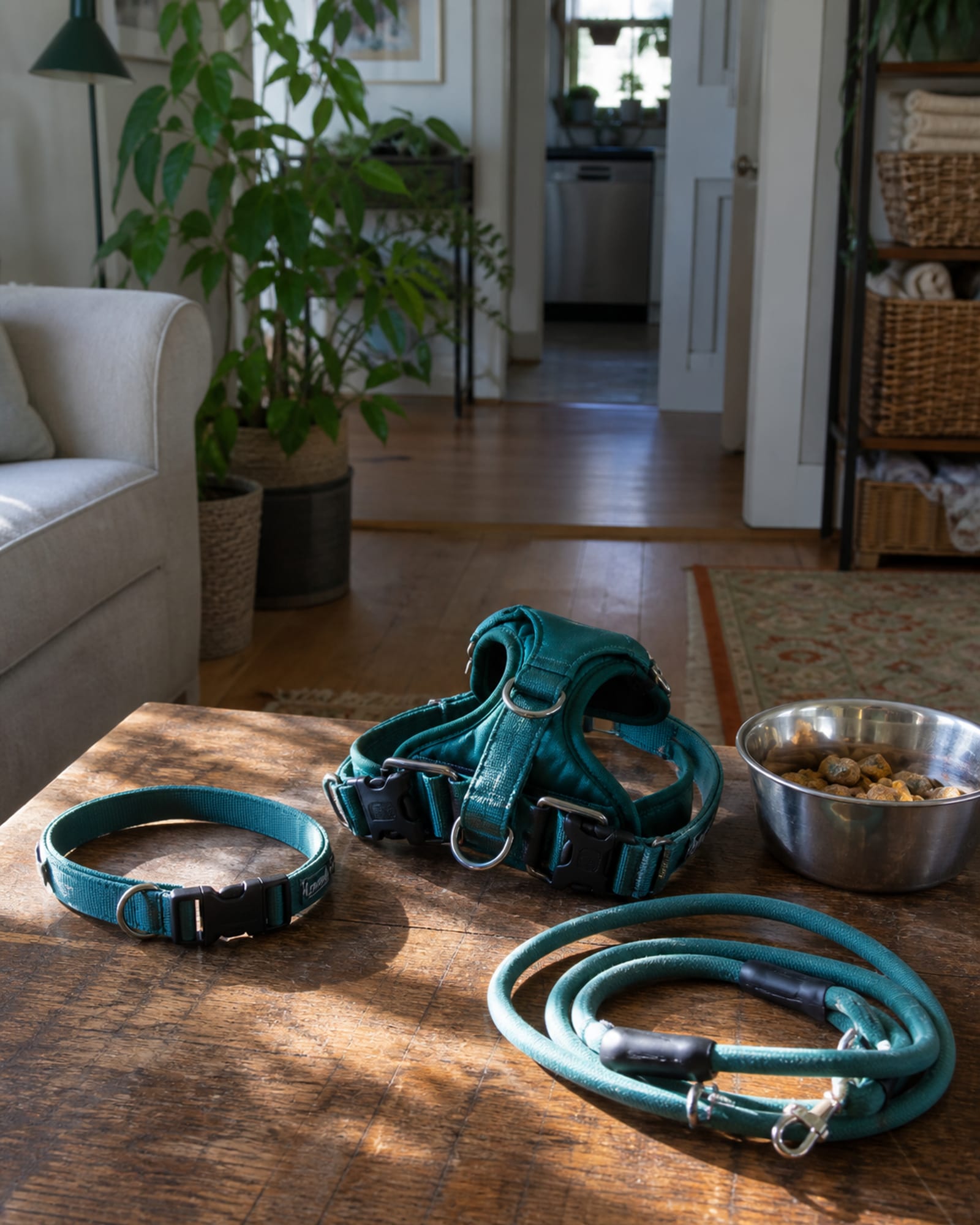 A still life of a flat collar, a harness and training treats on a wooden surface, no dog