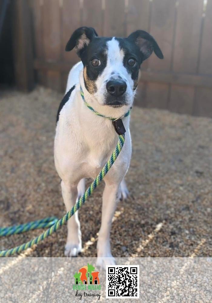 Ridgely, a terrier mix, holding a stay outdoors.