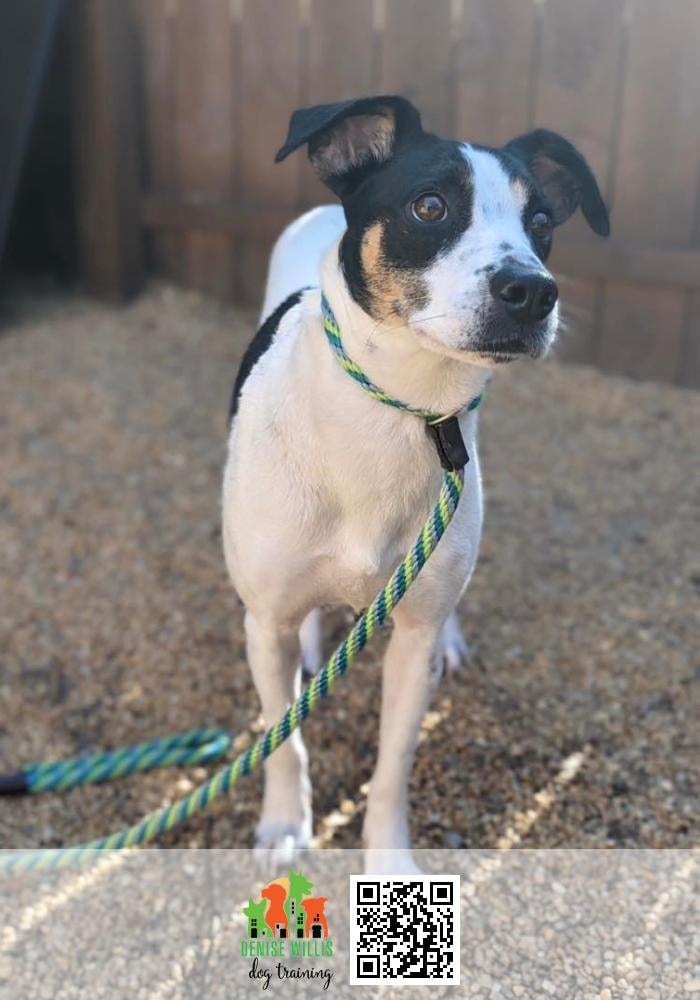 Ridgely, a black and white terrier mix, standing alert on a long training lead beside a wooden fence.