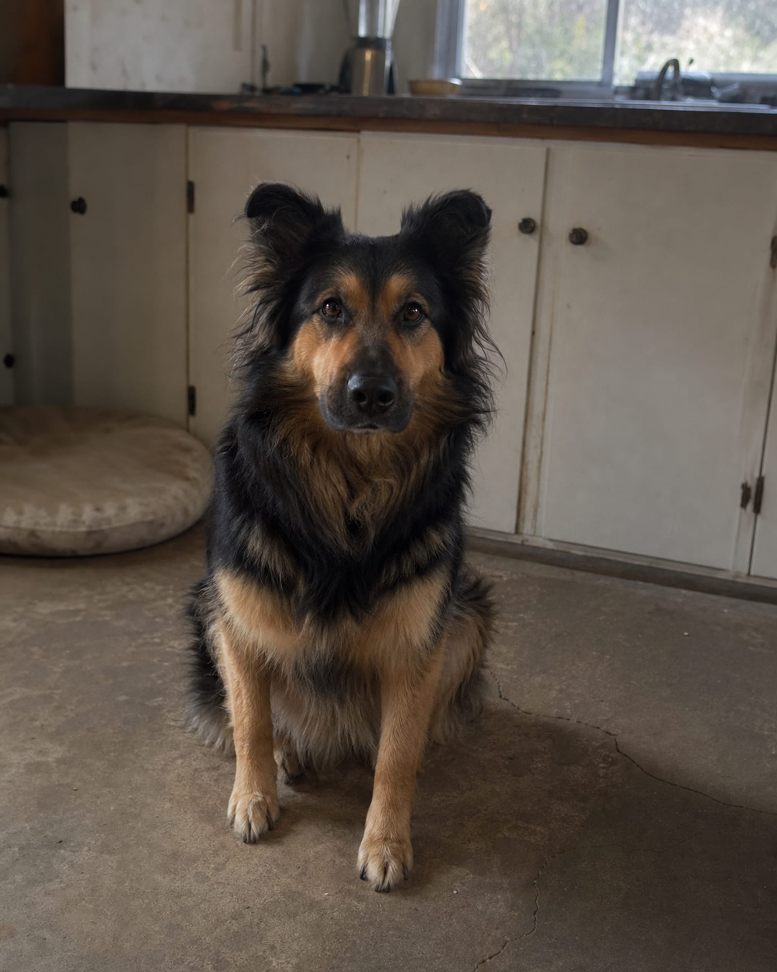 A dog sitting square on a kitchen floor, worktop rising behind it