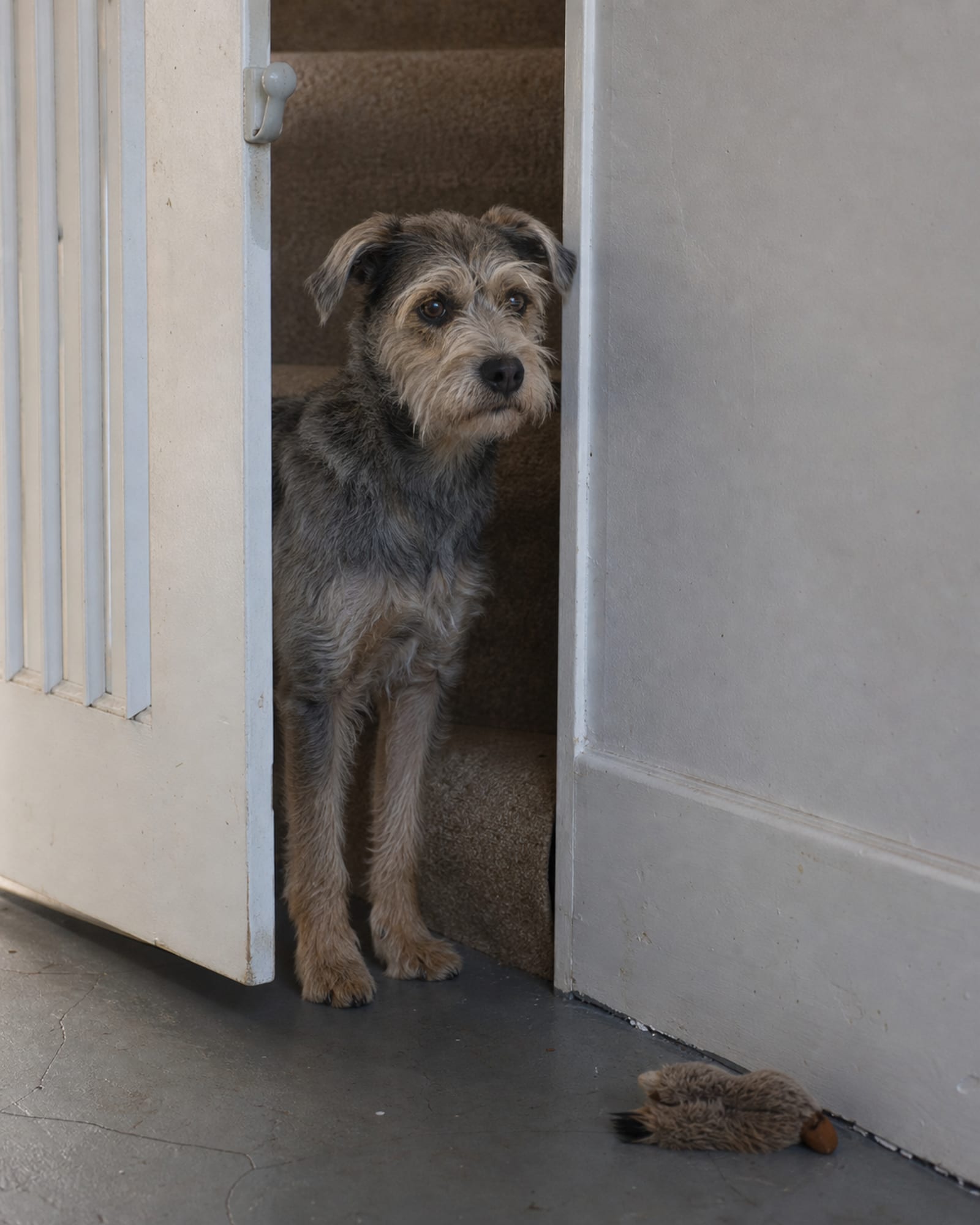 A dog waiting behind a half open stair gate, calm