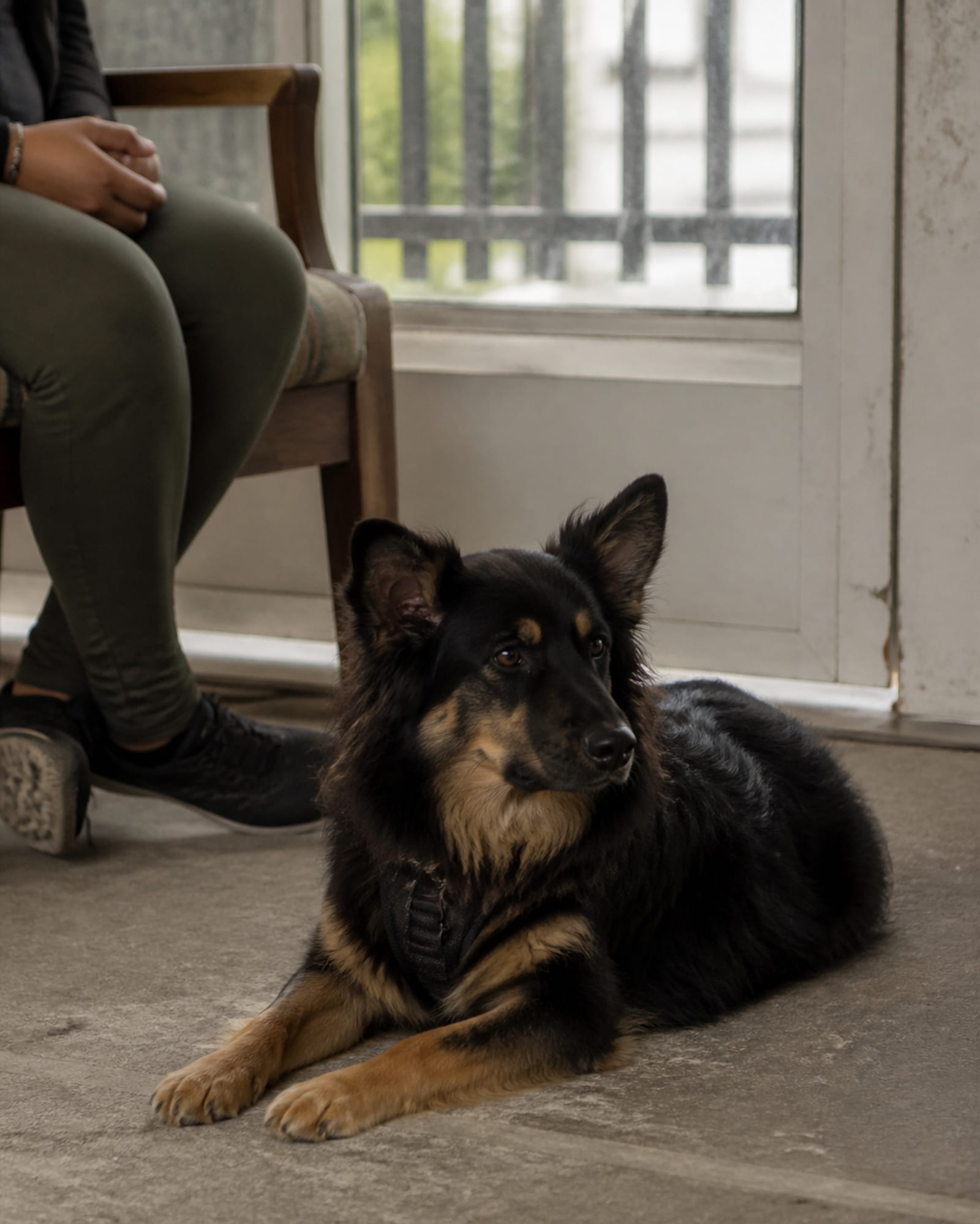 A dog holding a steady down-stay beside its handler's chair in a public building.