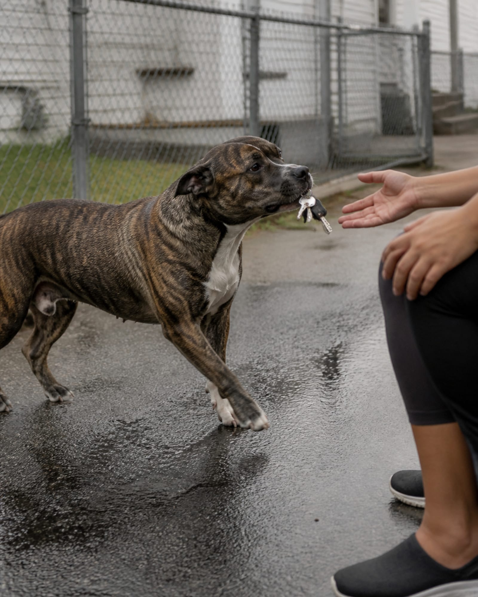 A dog retrieving a dropped set of keys and offering them to a seated handler.