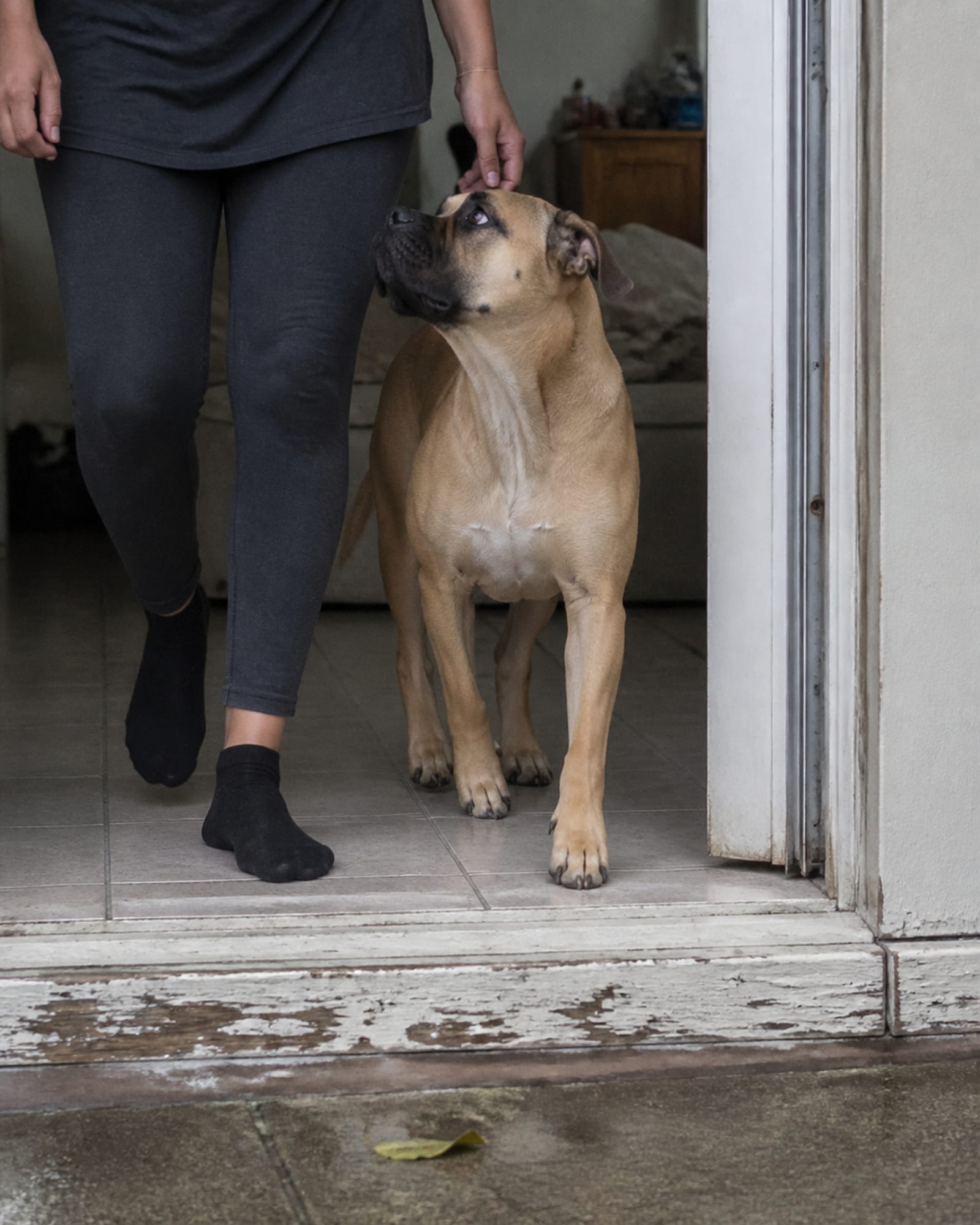 A dog walking in close position beside a handler through an automatic doorway.
