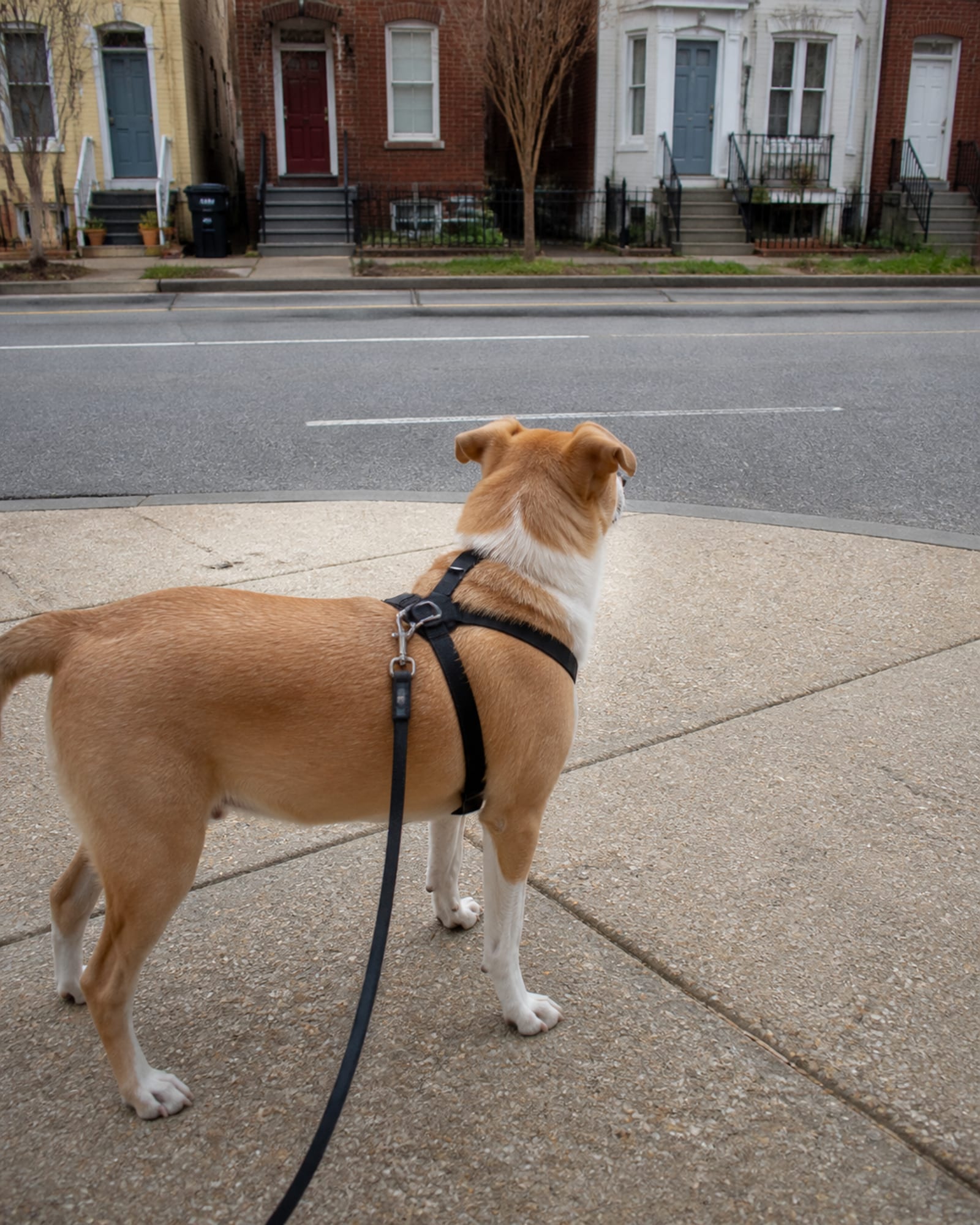 A dog observing a busy street from across the road, relaxed on a loose leash.