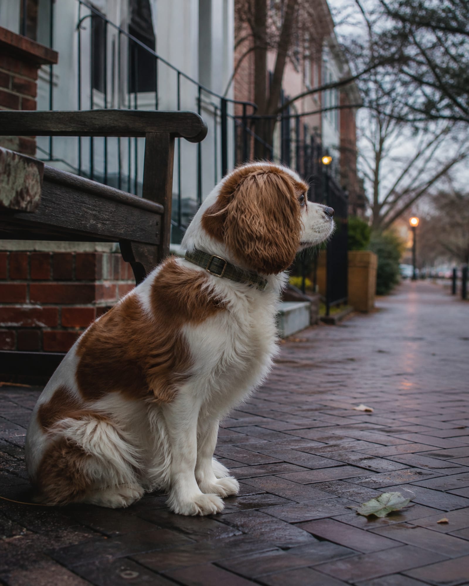 A dog sitting calmly beside a bench watching people pass at a distance.